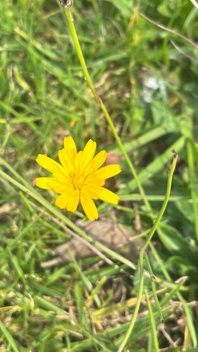 Cat's Ear