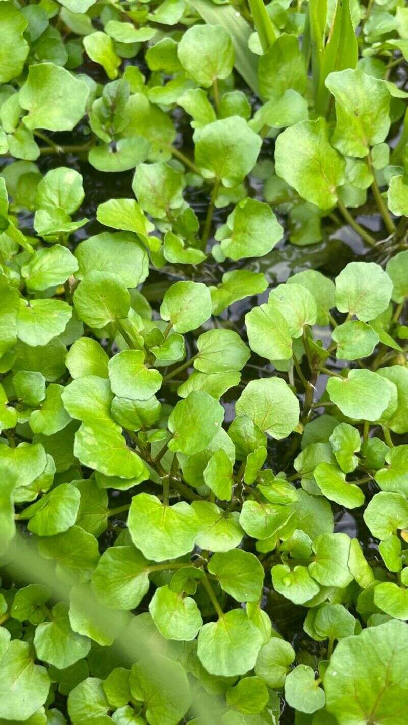 Watercress