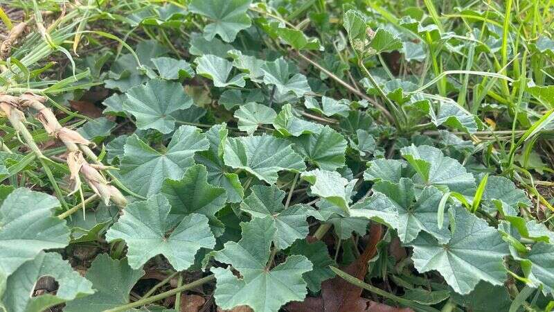 Common Mallow