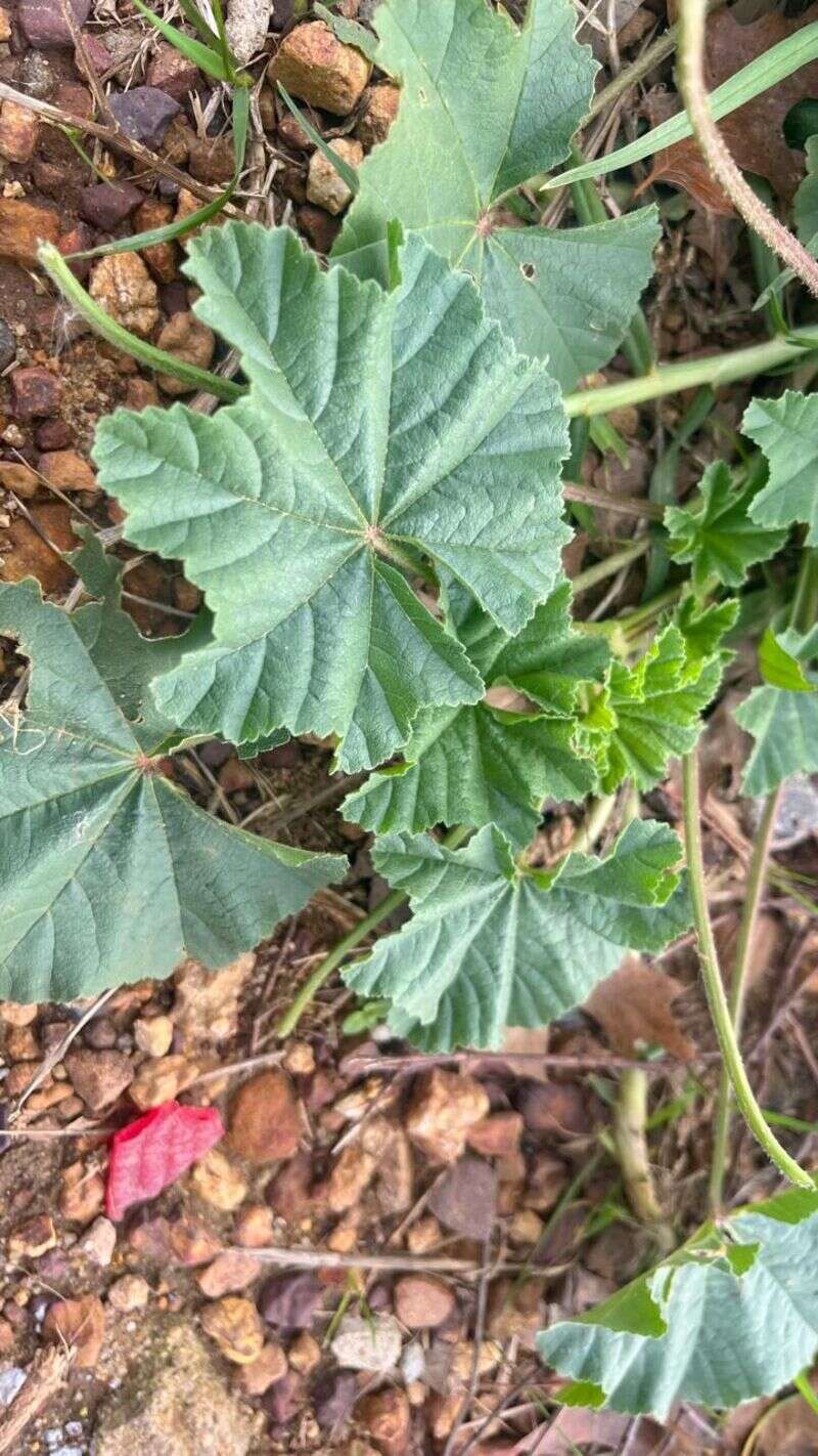 Common Mallow - Weedopedia - detail view