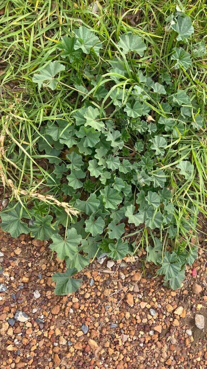 Common Mallow - Weedopedia - additional view