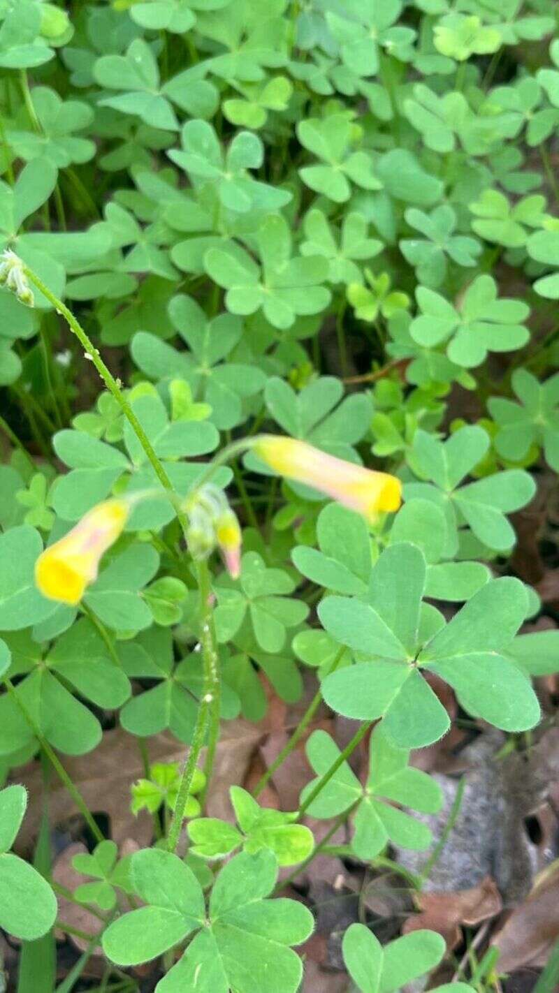 Oxalis - Weedopedia