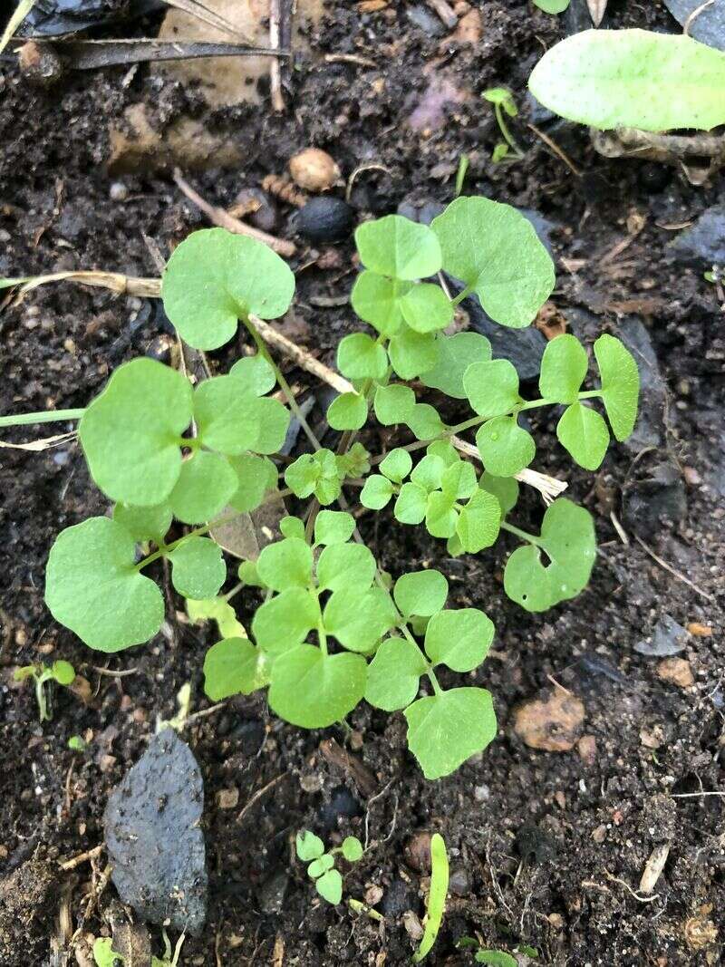 Bittercress