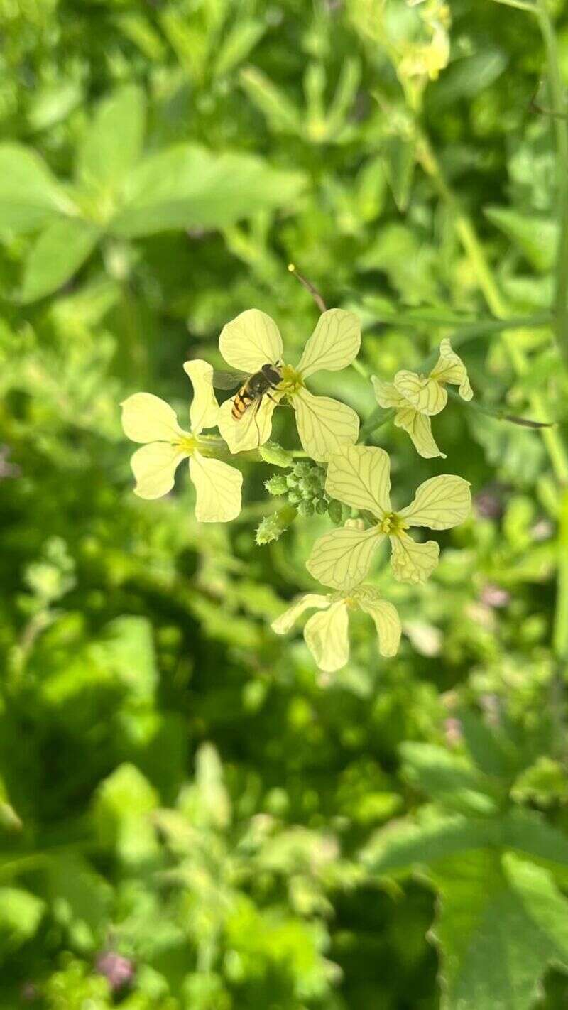 Wild Radish - Weedopedia