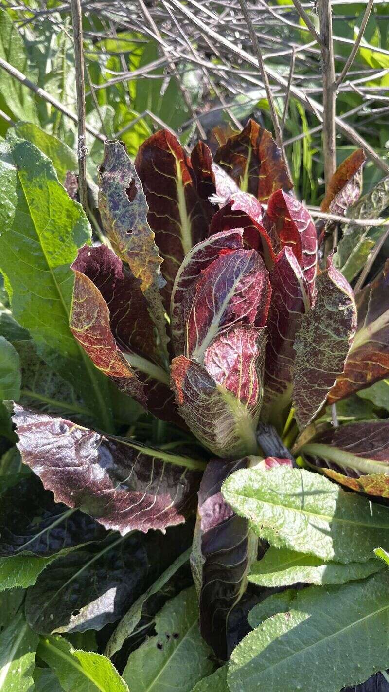 Chicory