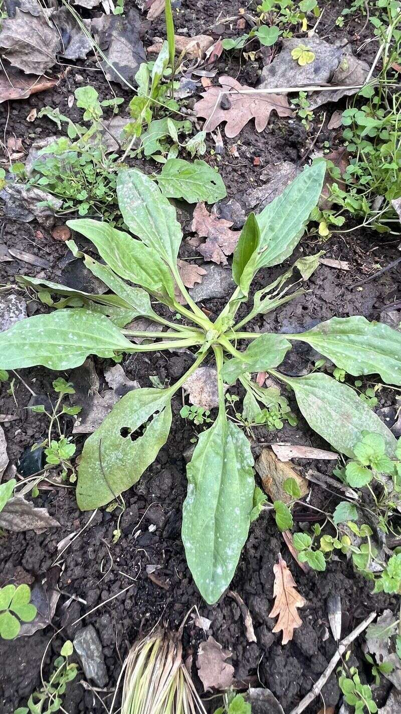 Plantain