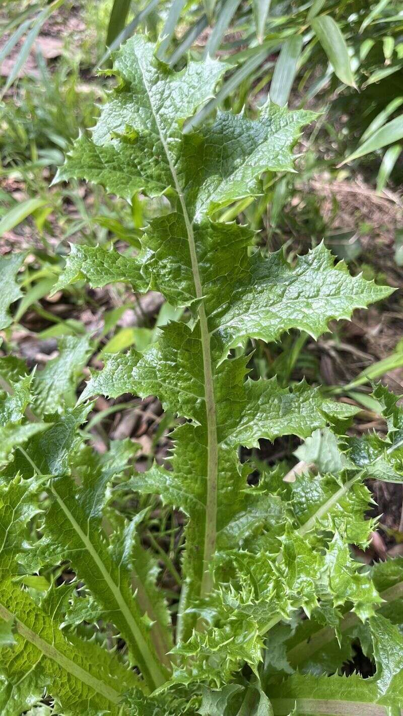 Spiny sowthistle