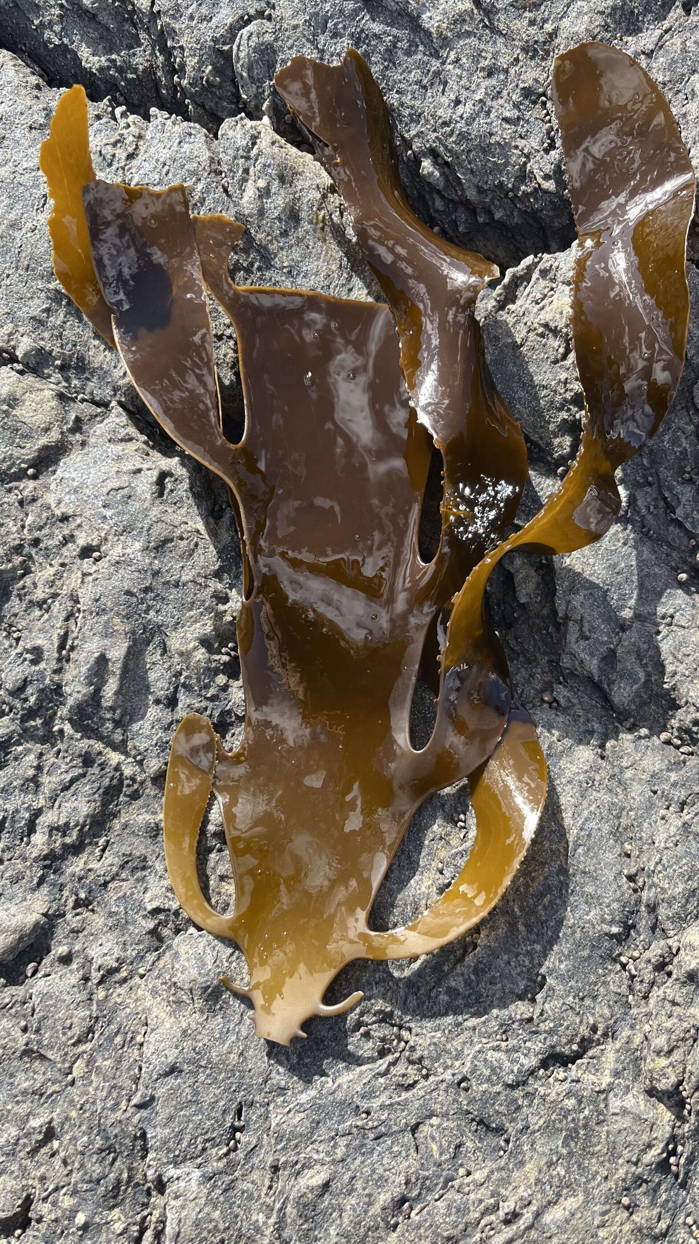Kelp