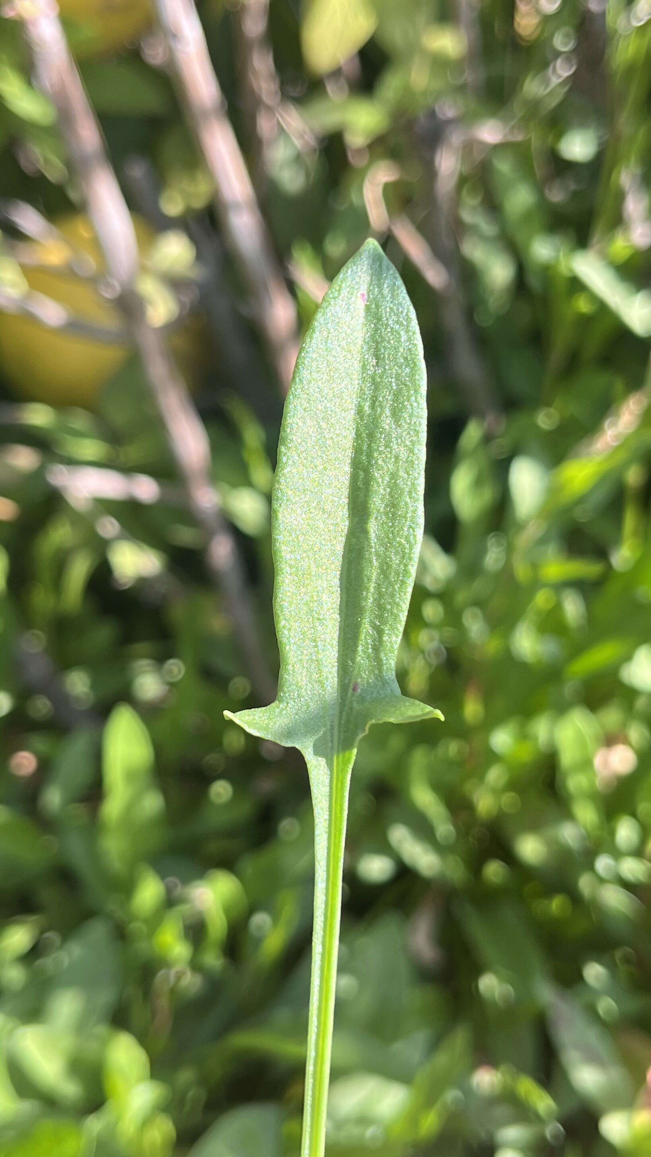 Sheep Sorrel