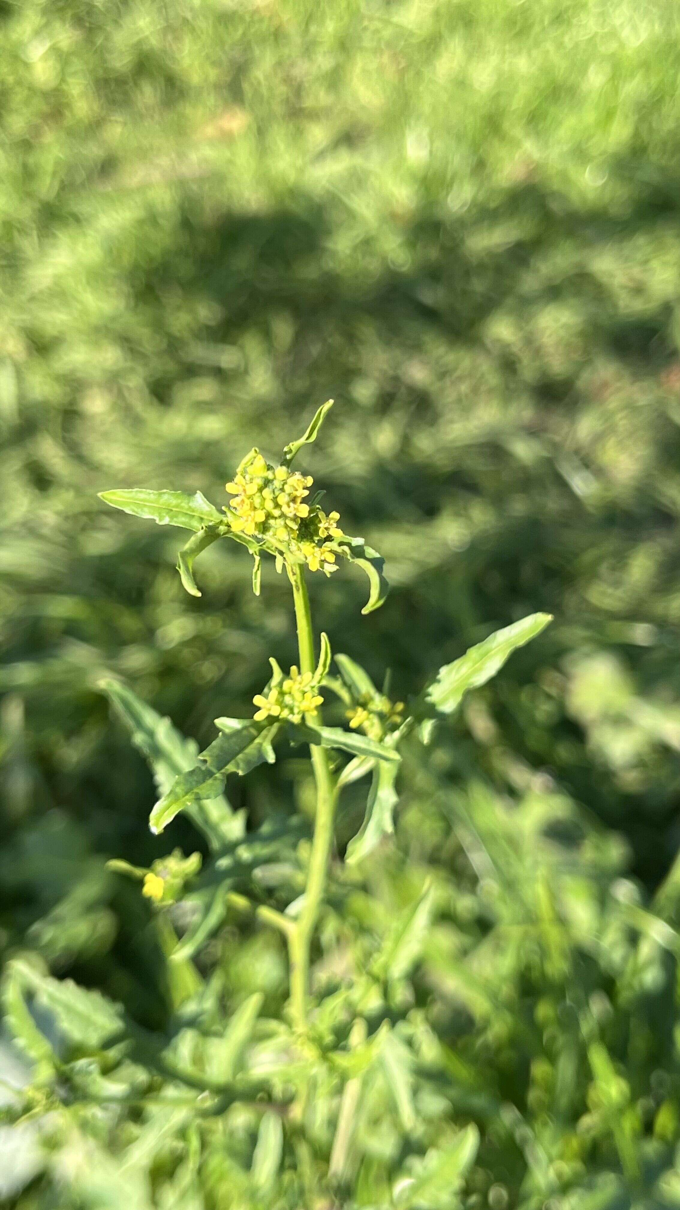 Hedge Mustard