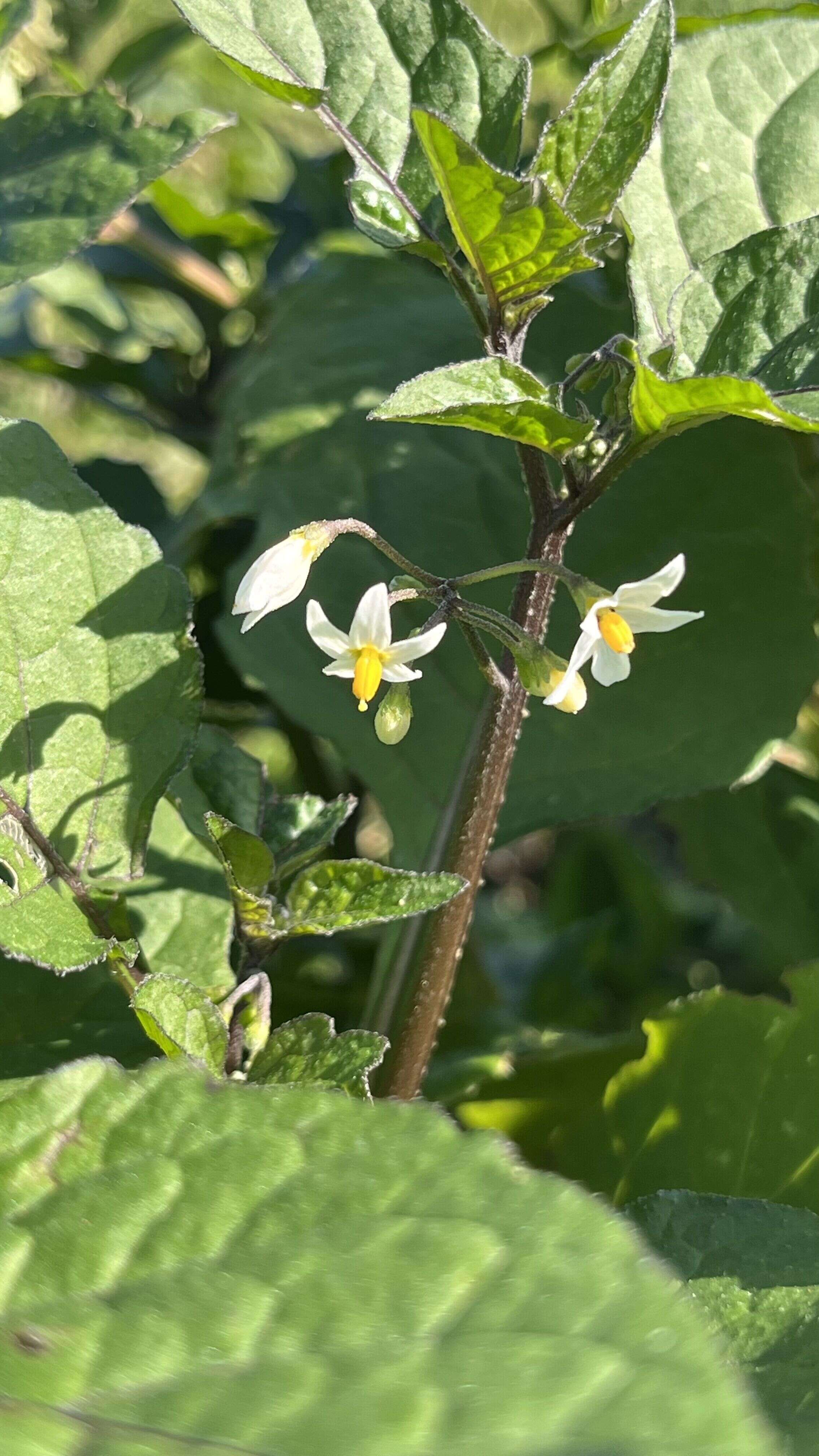 Black Nightshade