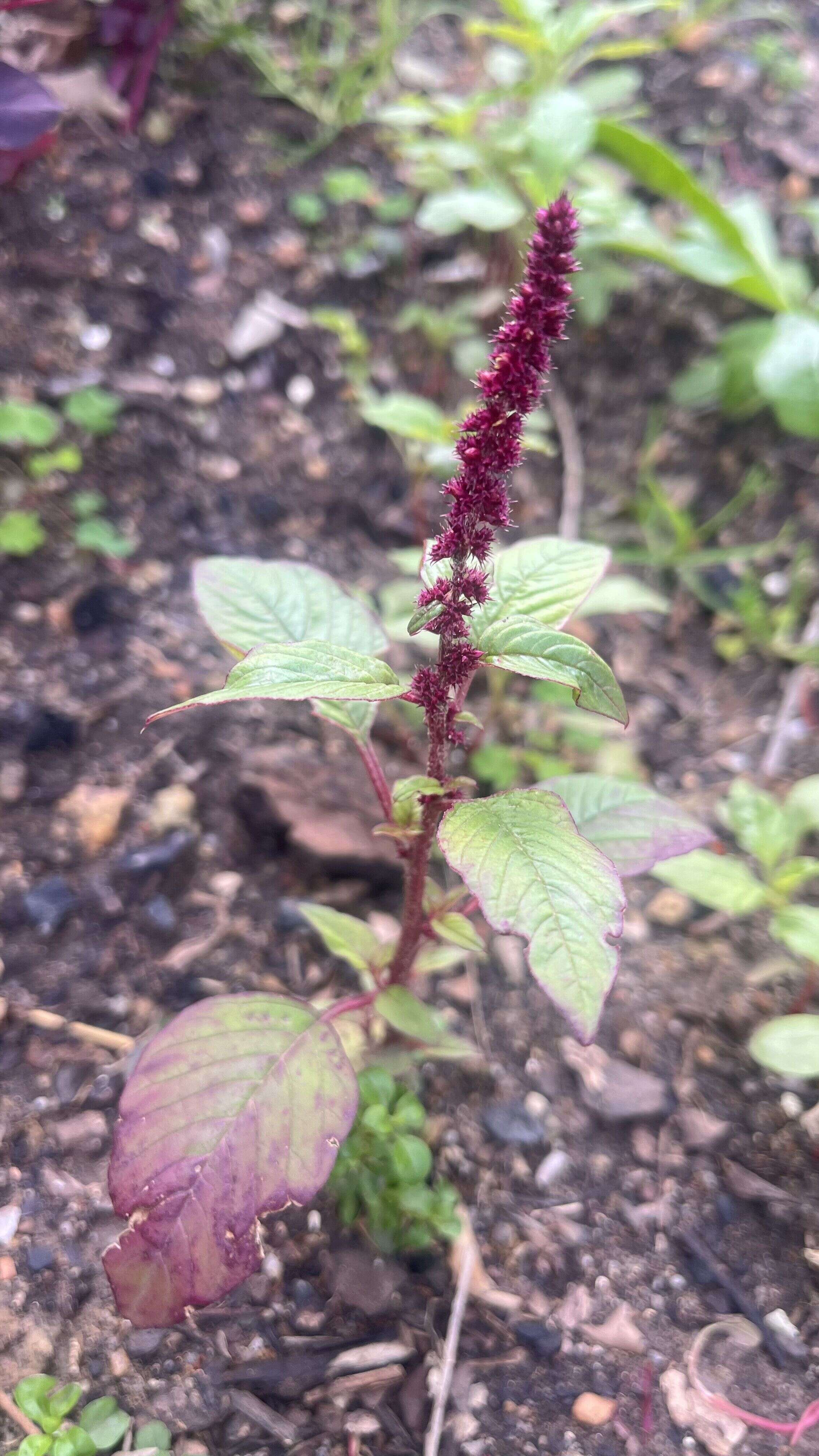 Amaranth