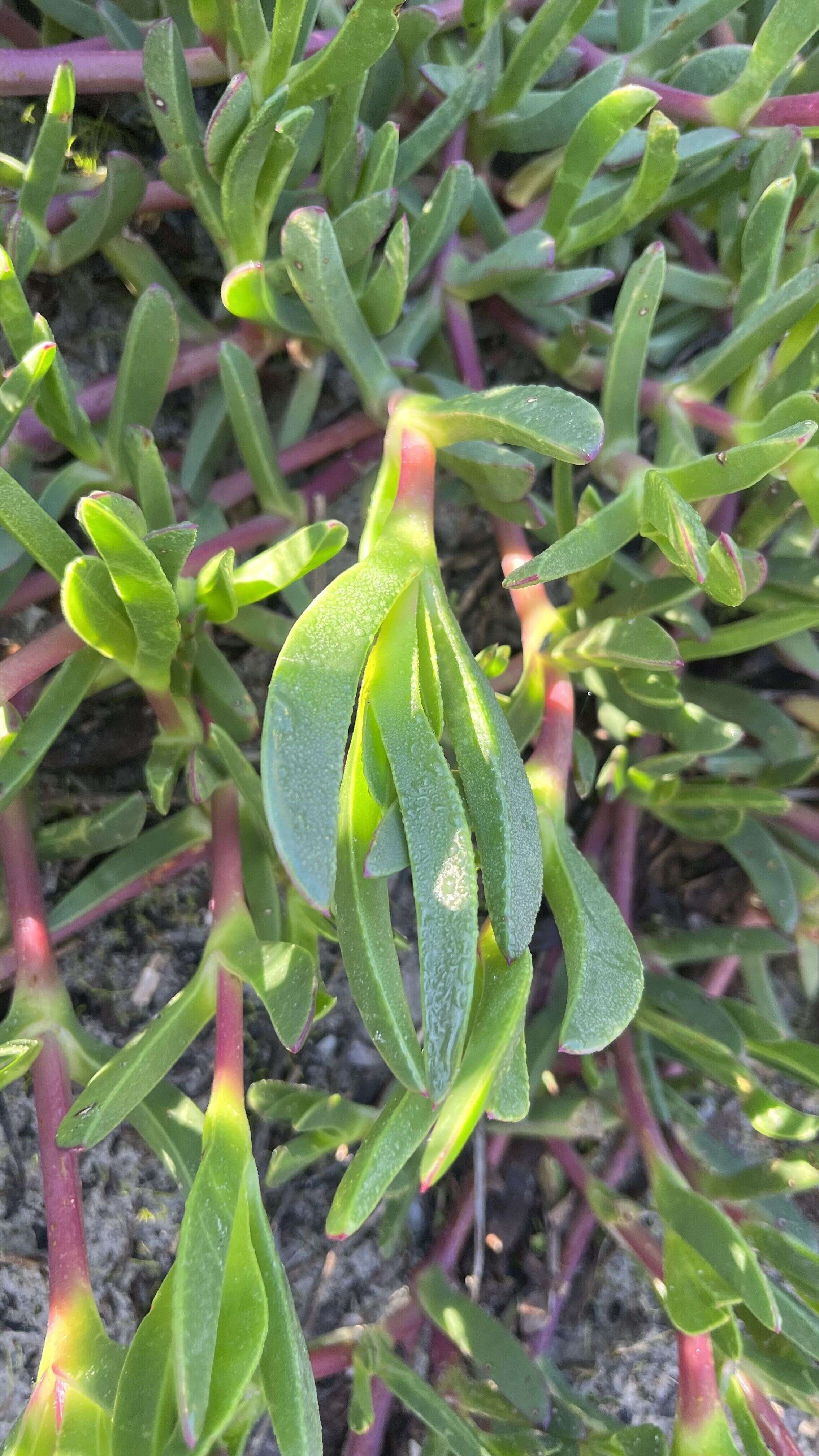 Iceplant