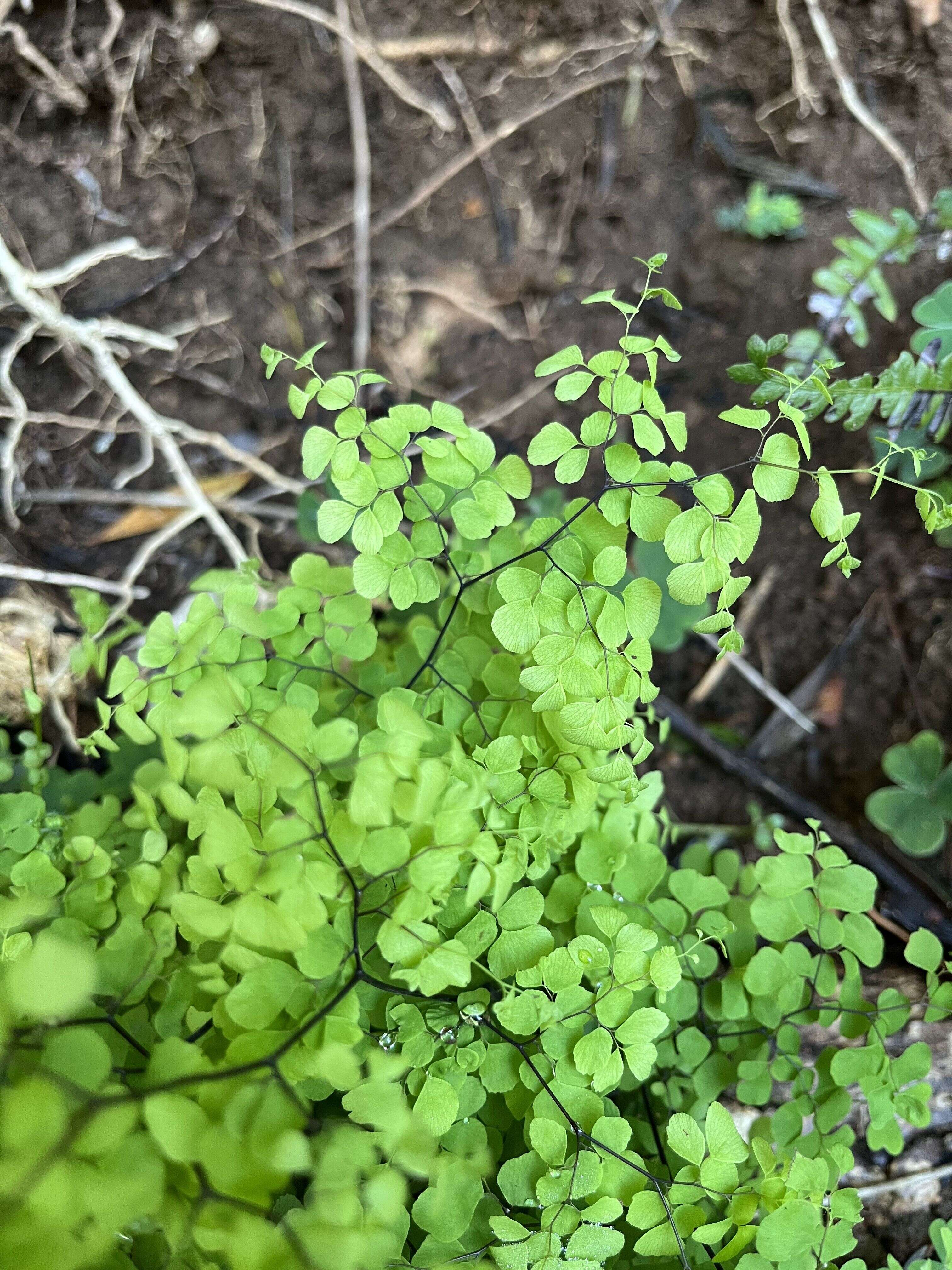 Maidenhair Fern