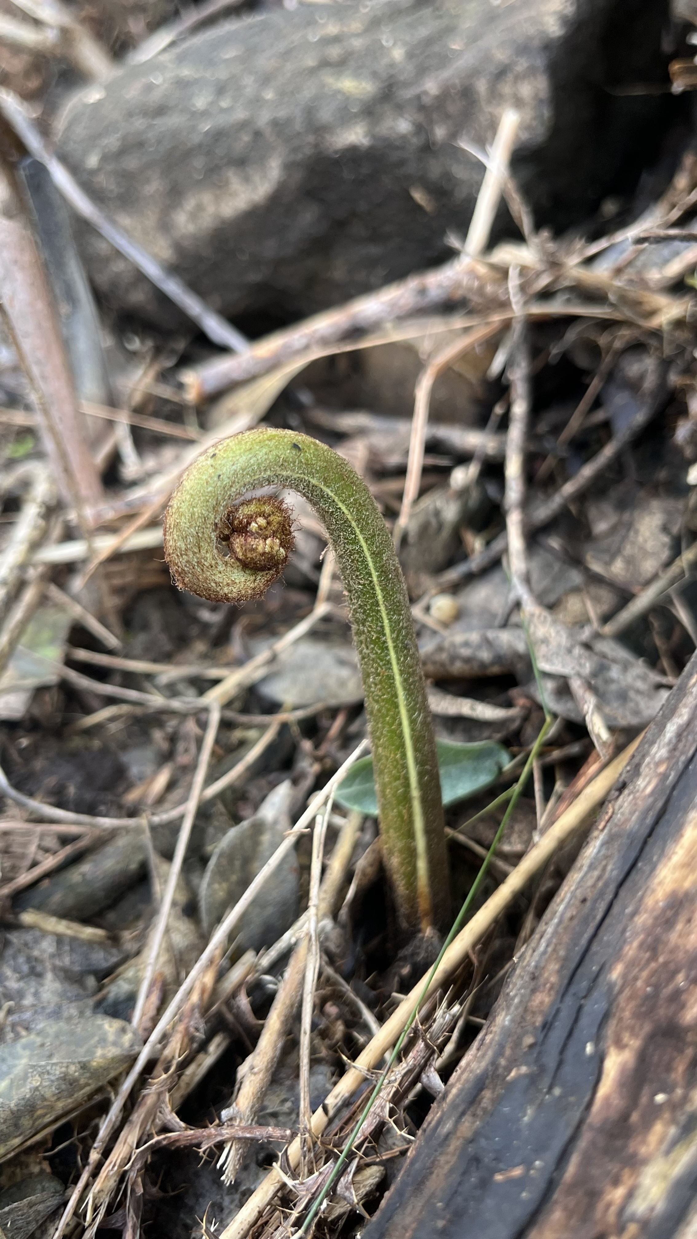 Bracken Fern (fiddleheads)