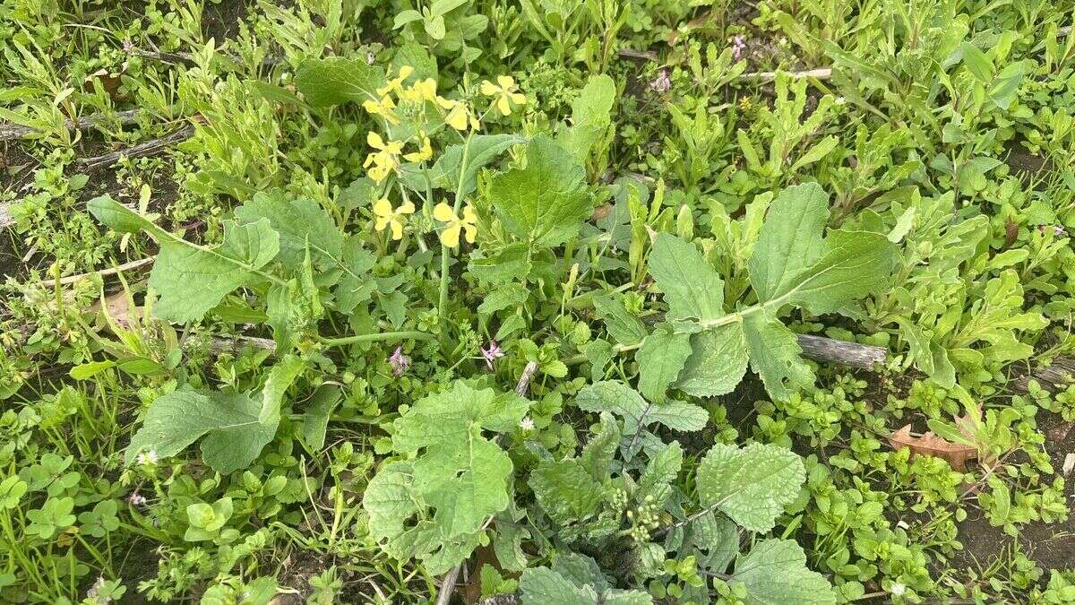 Forage Safely, Eat Wildly - Weedopedia