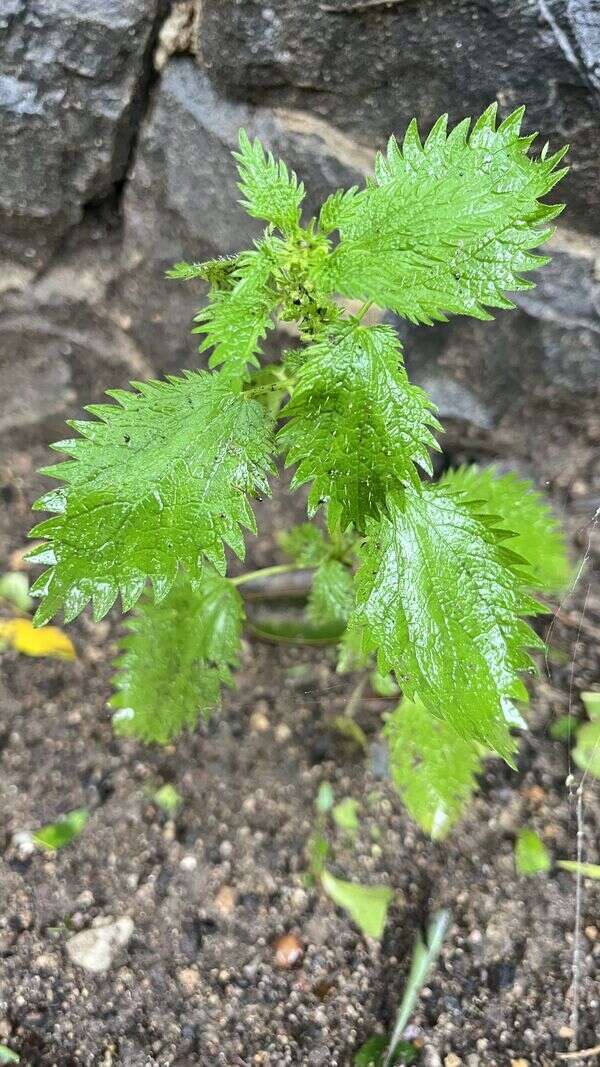 Nettle - Weedopedia - main image