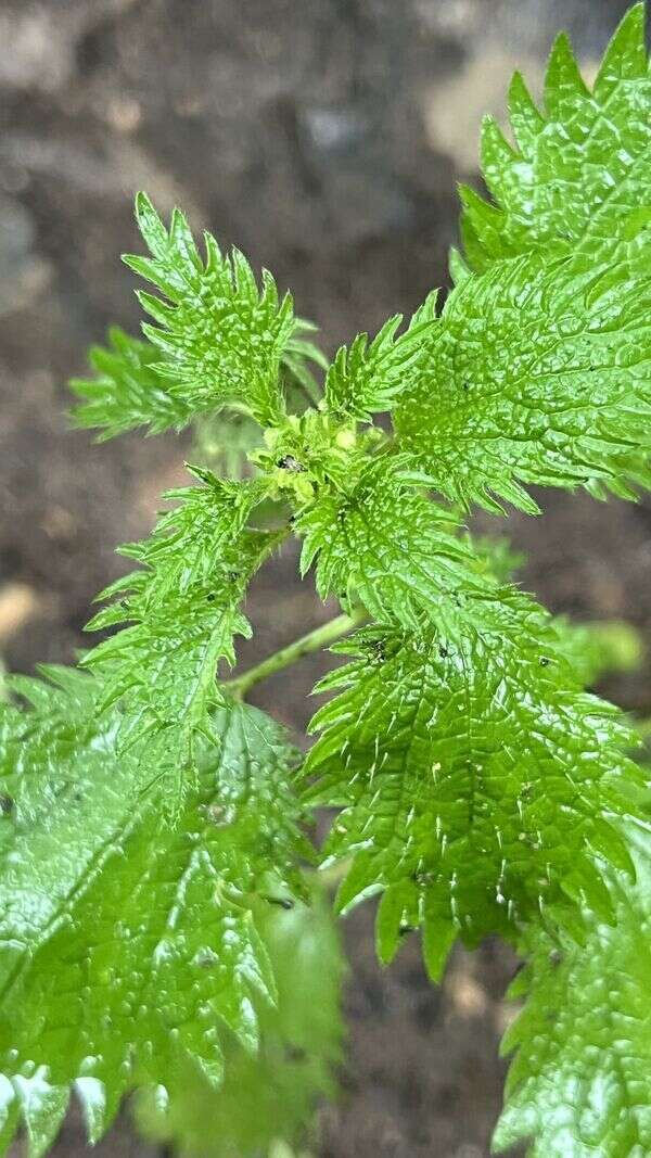 Nettle - Weedopedia - detail view