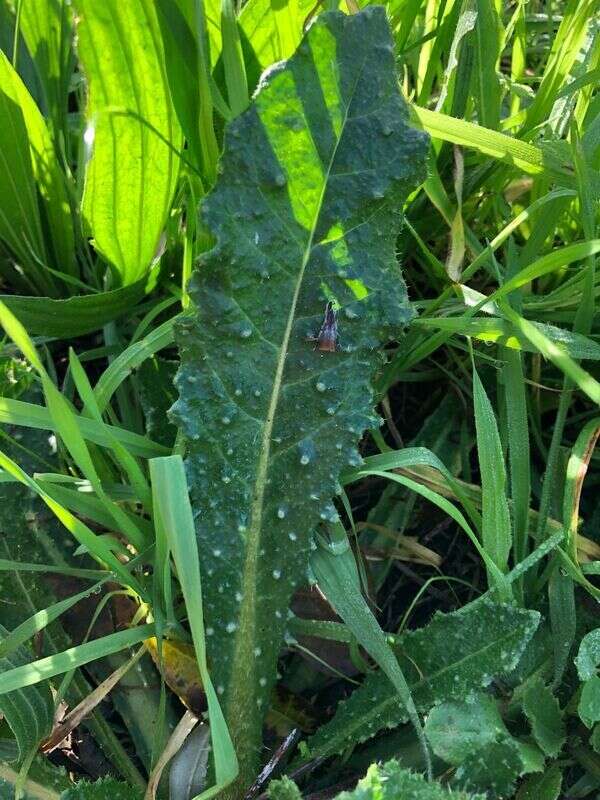 Bristly oxtongue - Weedopedia - main image