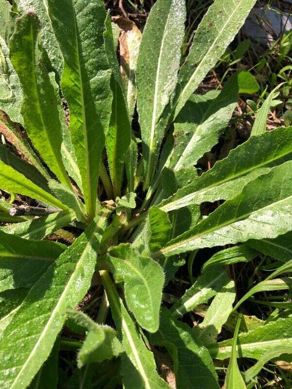Bristly oxtongue - Weedopedia - detail view