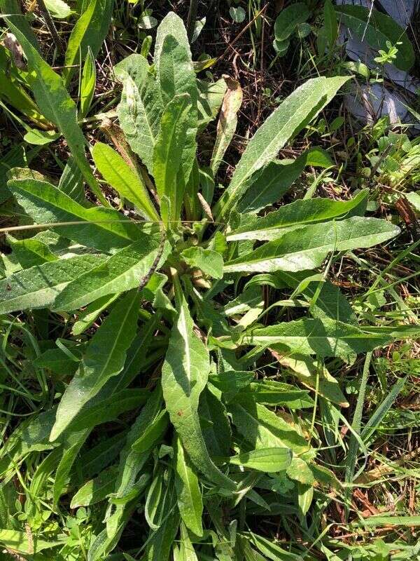 Bristly oxtongue - Weedopedia - additional view