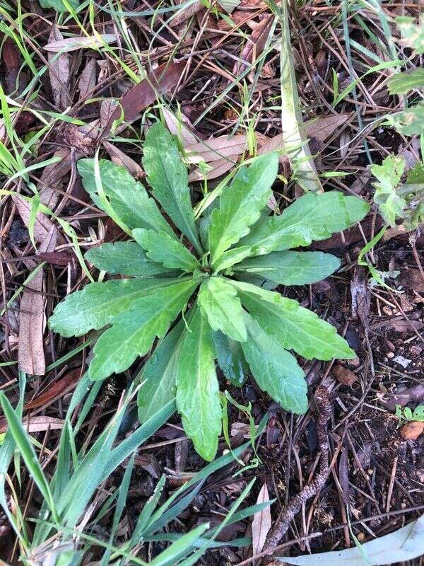 Fleabane - Weedopedia - main image