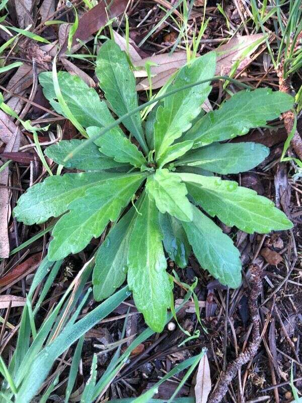 Fleabane - Weedopedia - detail view