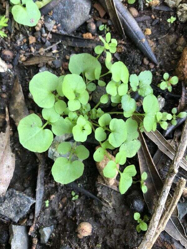 Bittercress - Weedopedia - detail view