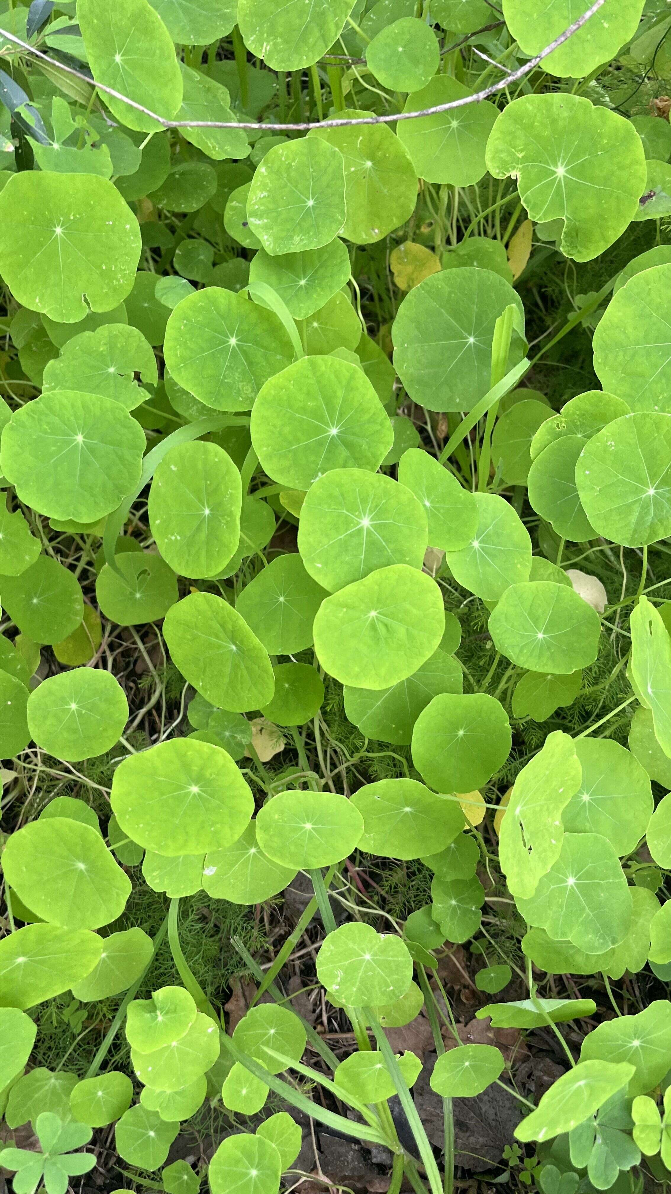 Nasturtium - Weedopedia - main image