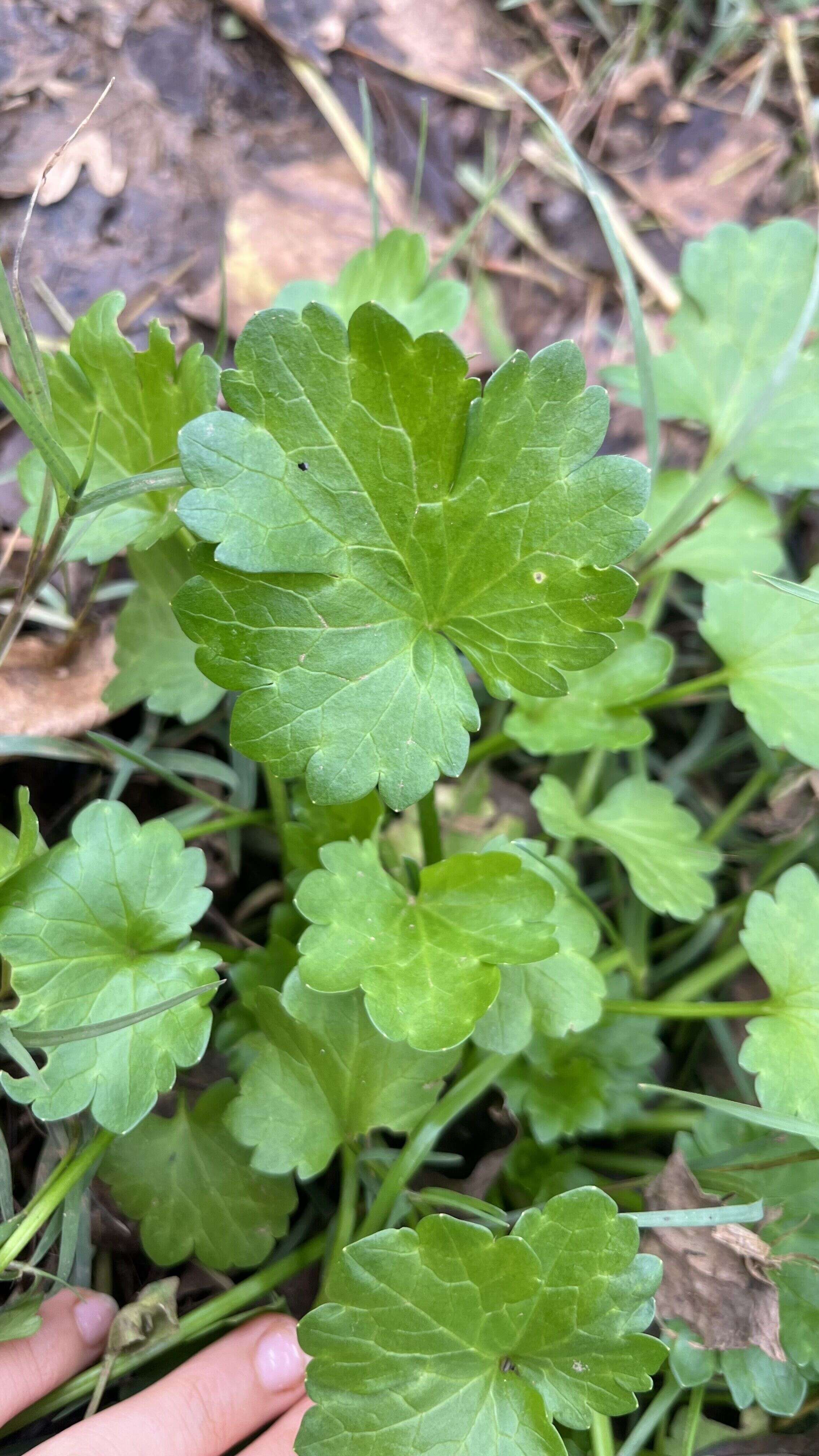 Red-flowered Mallow - Weedopedia - detail view