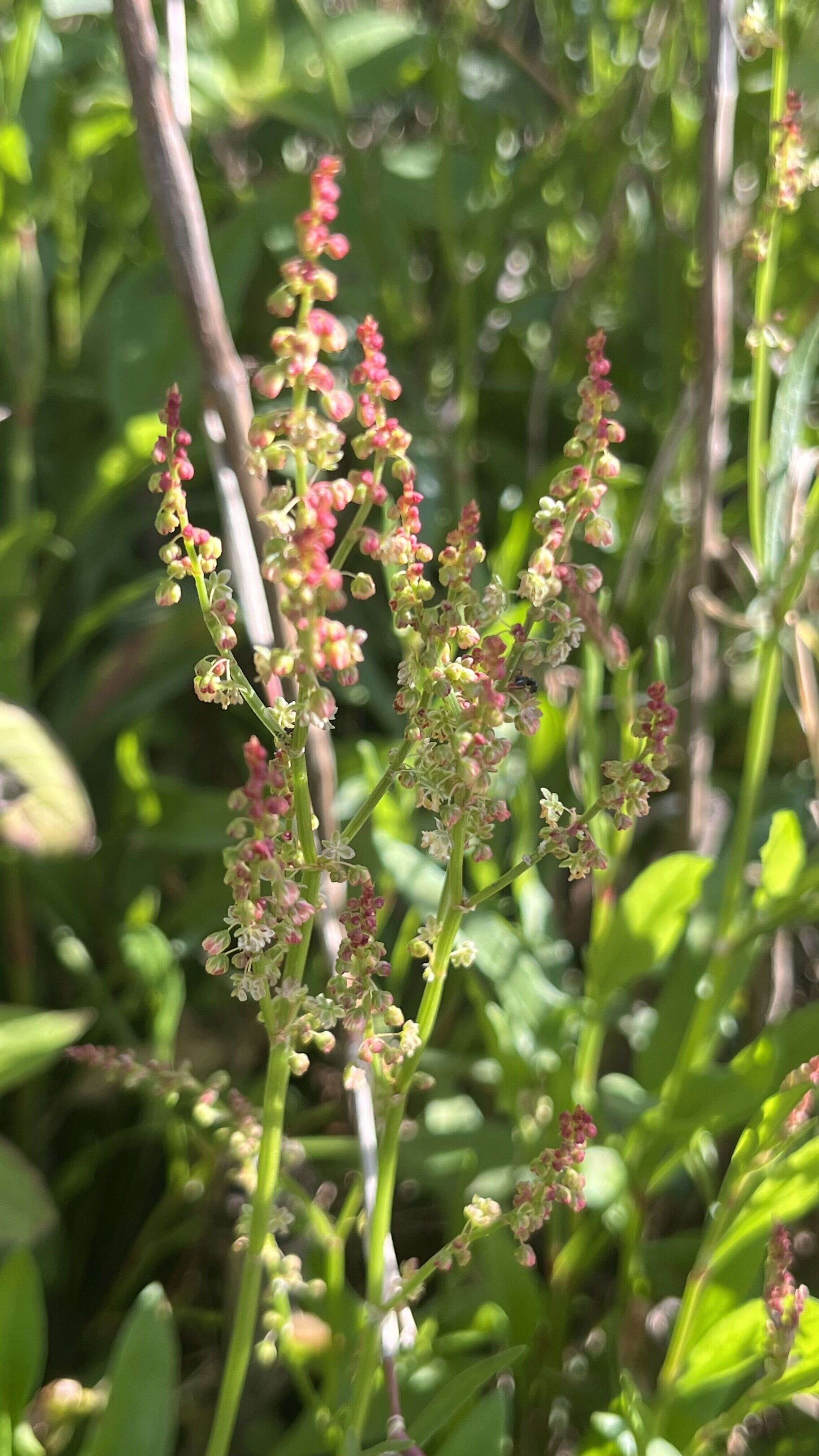 Sheep Sorrel - Weedopedia - main image
