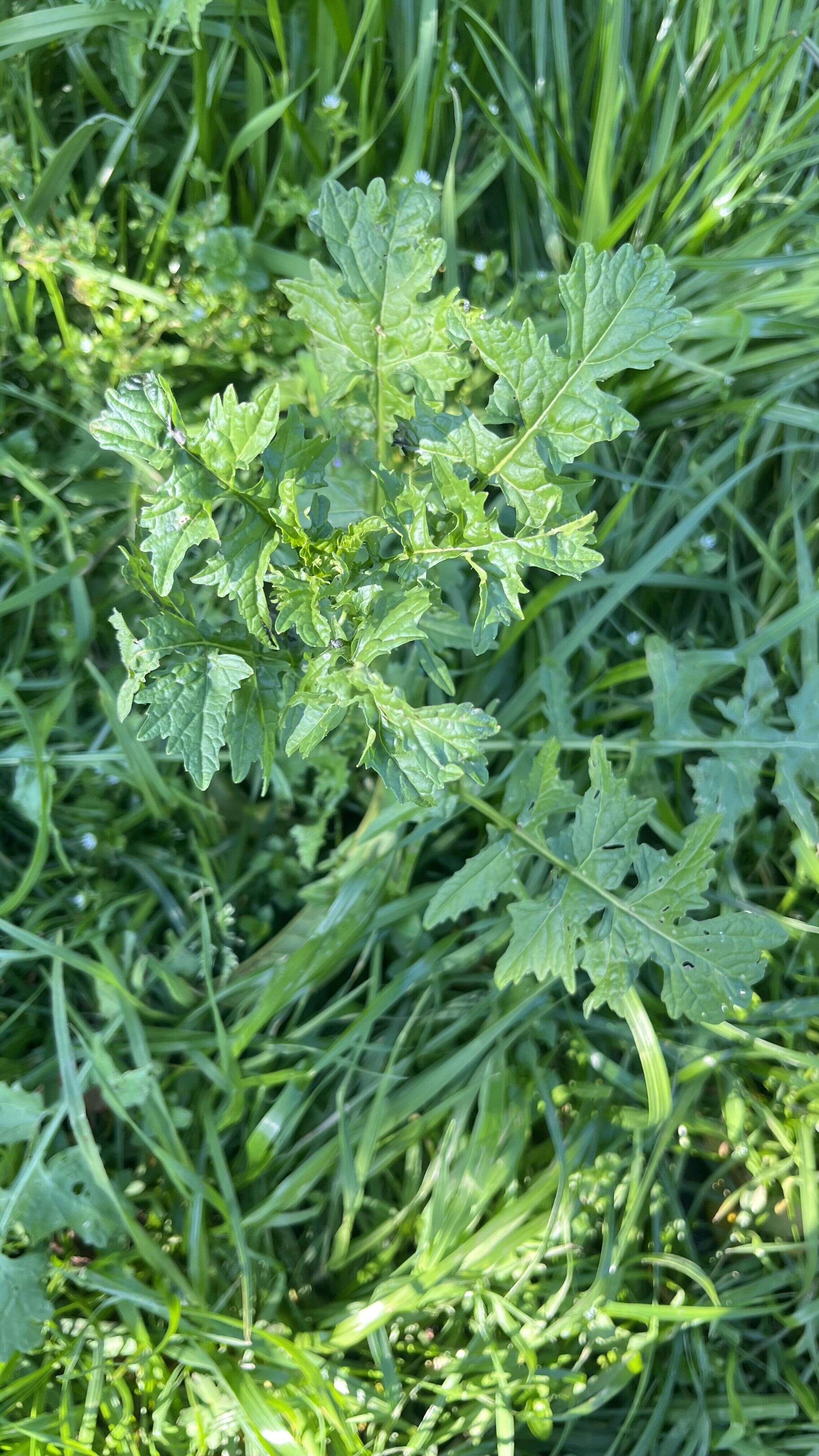 Hedge Mustard - Weedopedia - main image