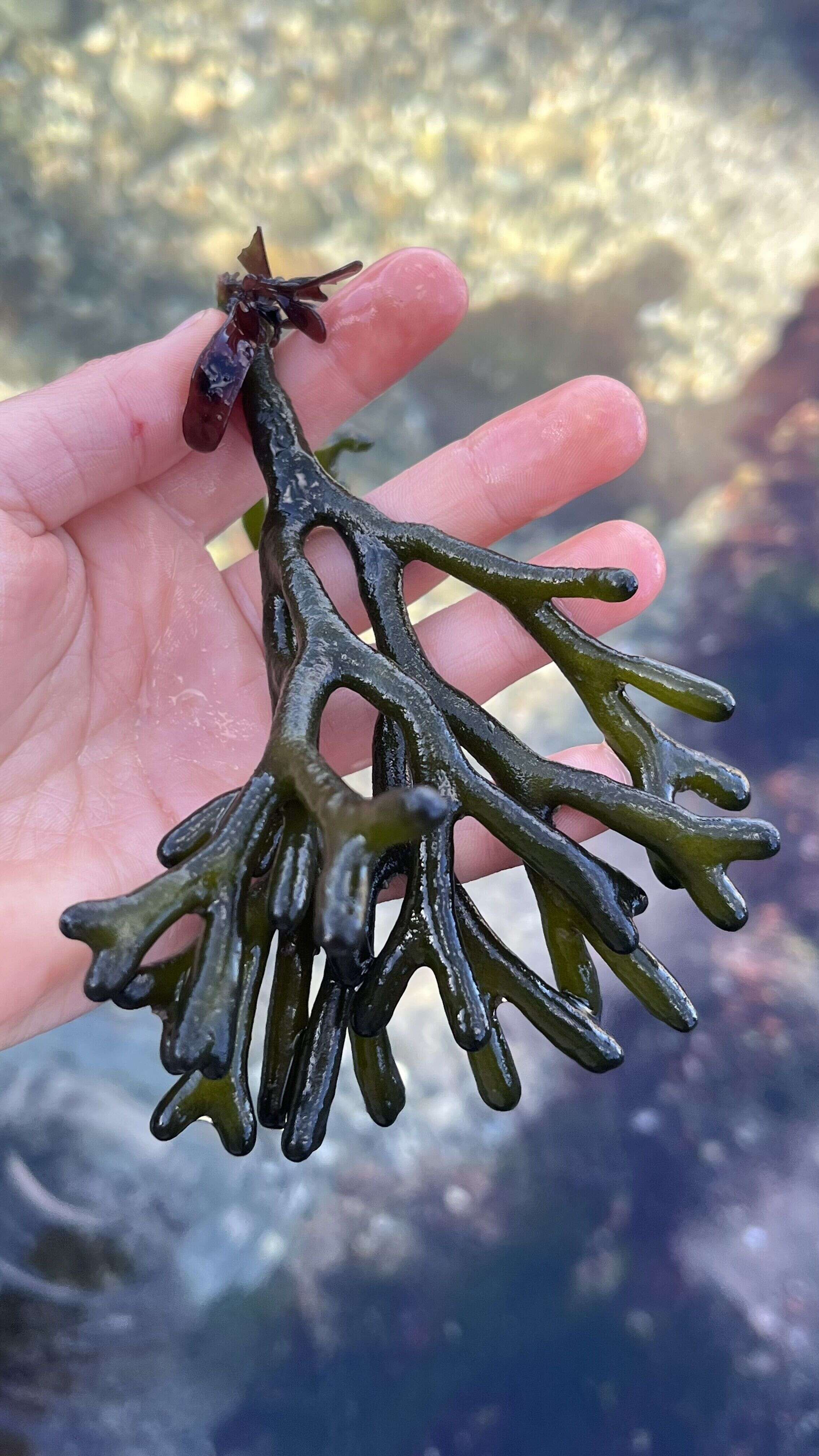 Dead man's fingers - Weedopedia - detail view
