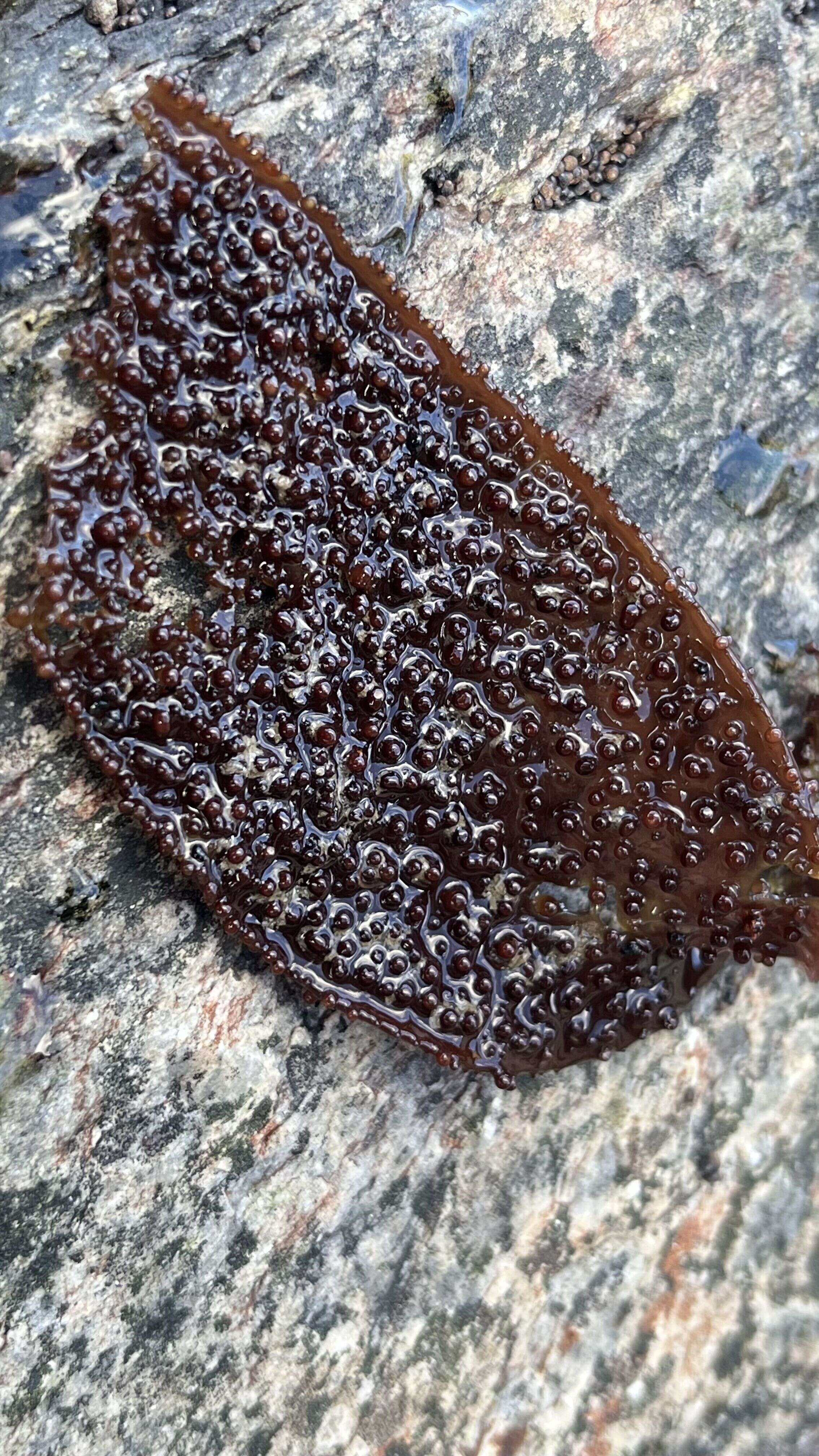 Tongue Weed - Weedopedia - detail view