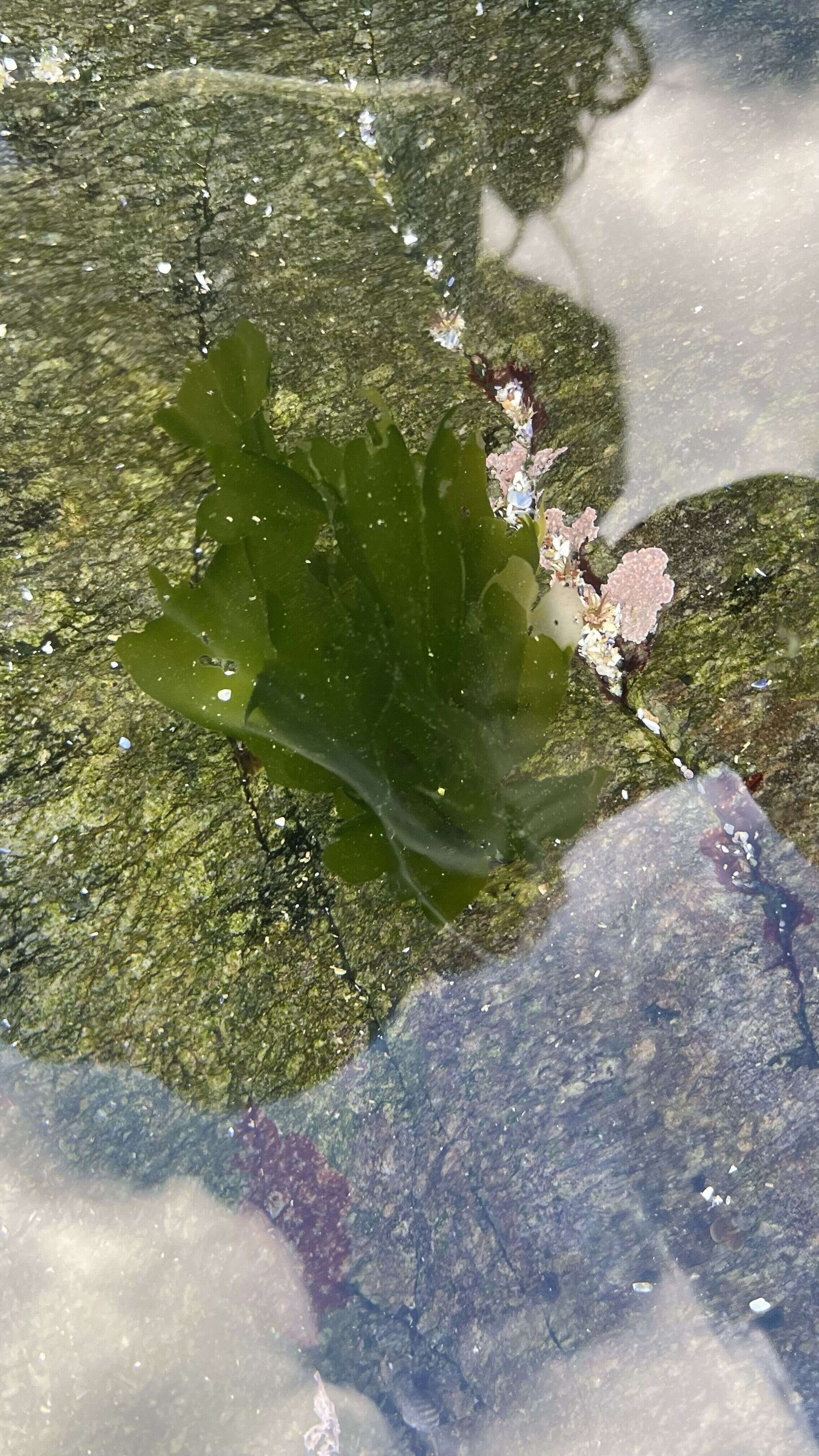 Sea Lettuce - Weedopedia - main image
