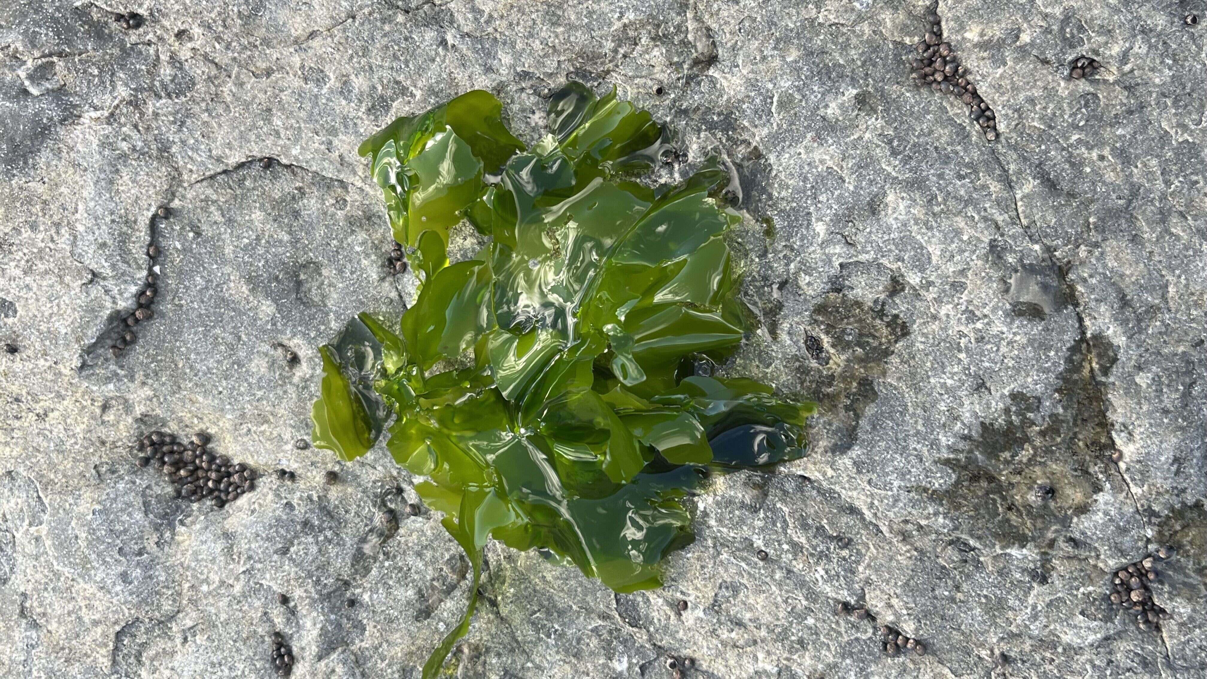 Sea Lettuce - Weedopedia - detail view