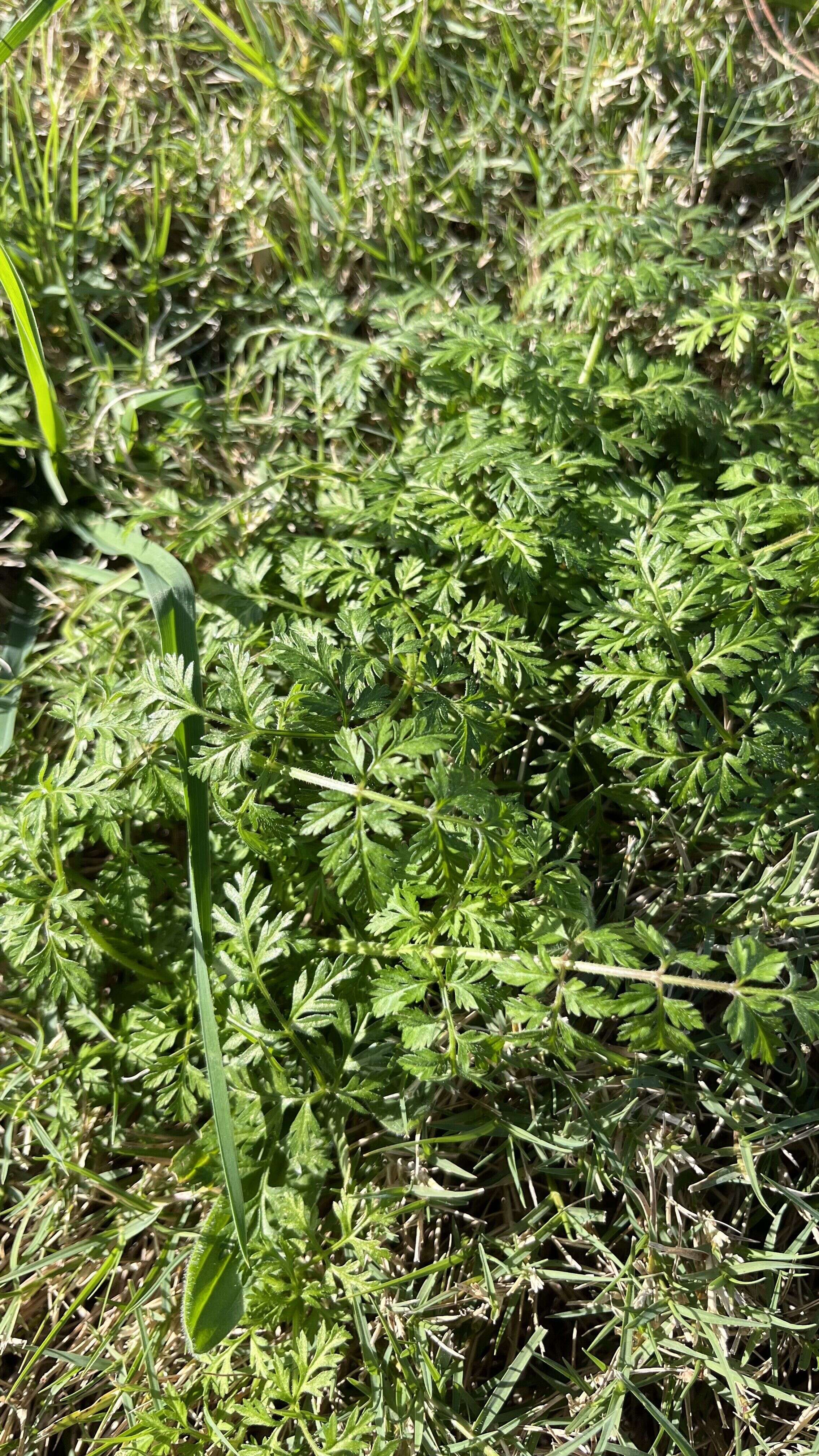 Wild carrot - Weedopedia - additional view