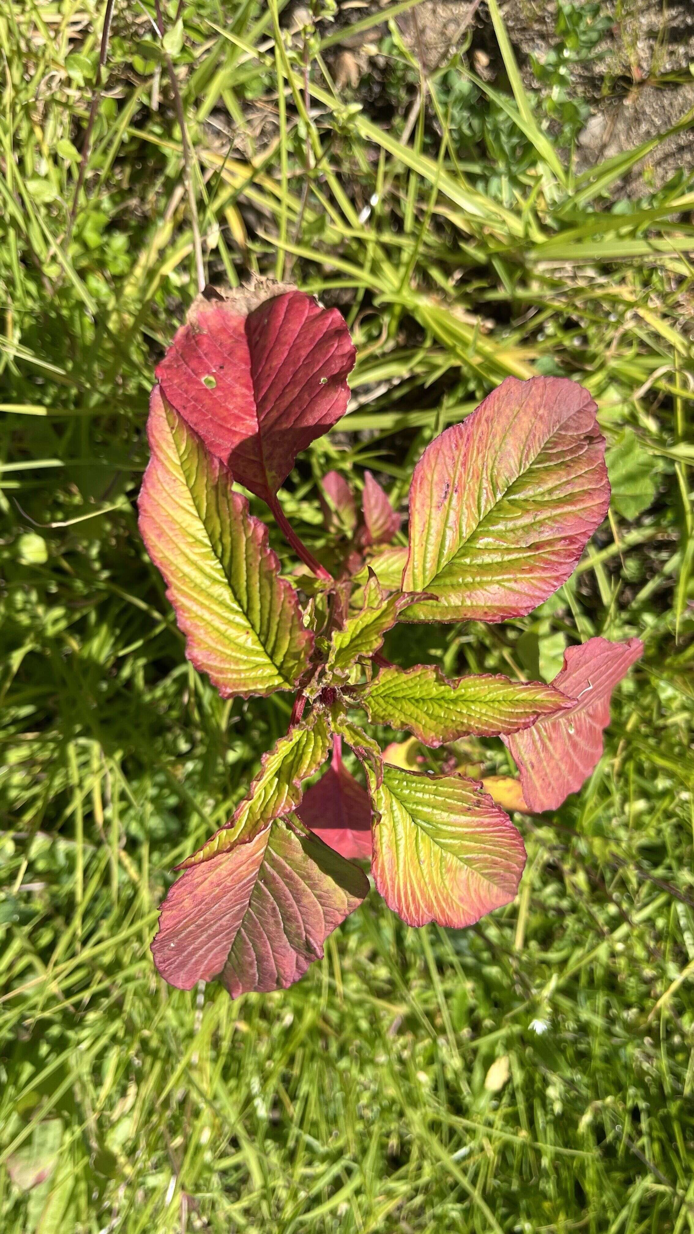 Amaranth - Weedopedia - detail view