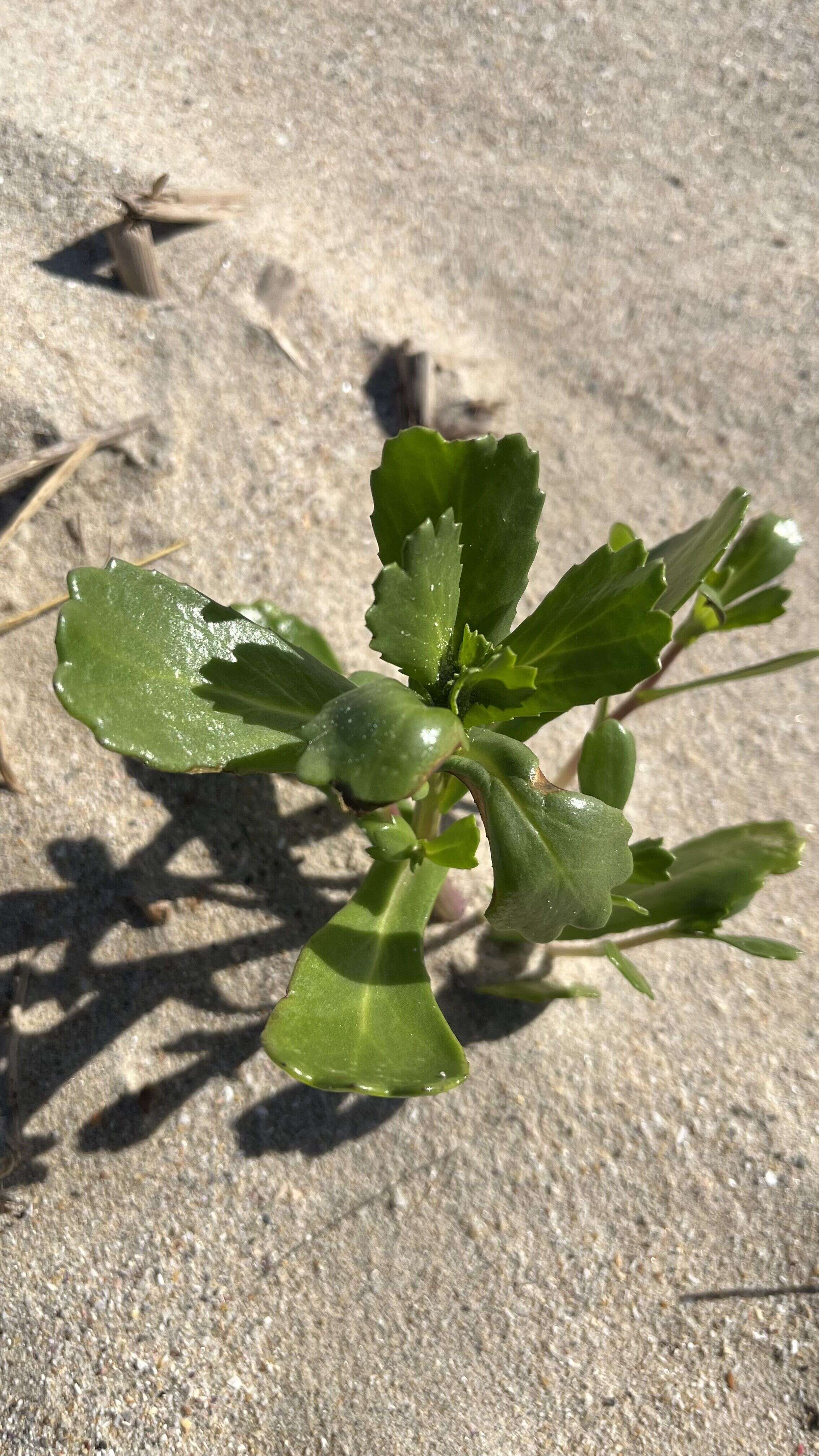 Beach Mustard - Weedopedia - main image