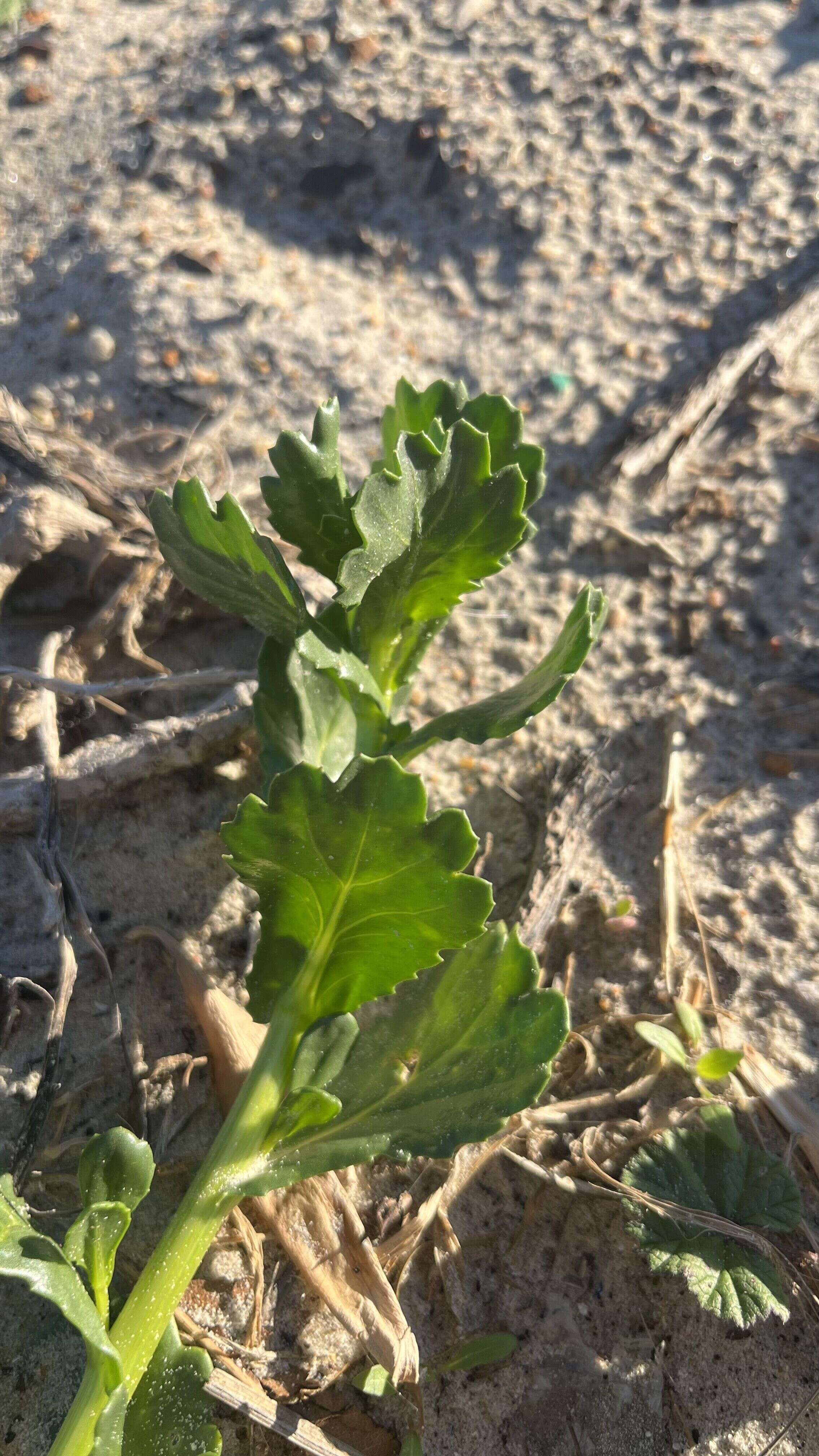 Beach Mustard - Weedopedia - detail view