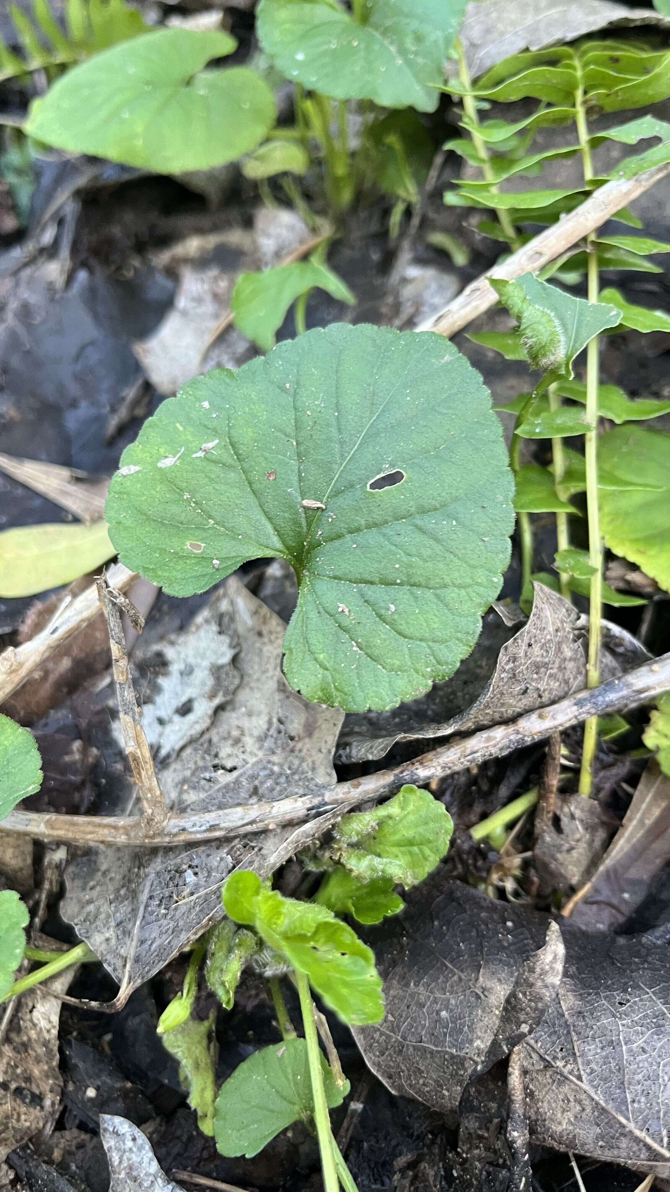 Violet - Weedopedia - detail view