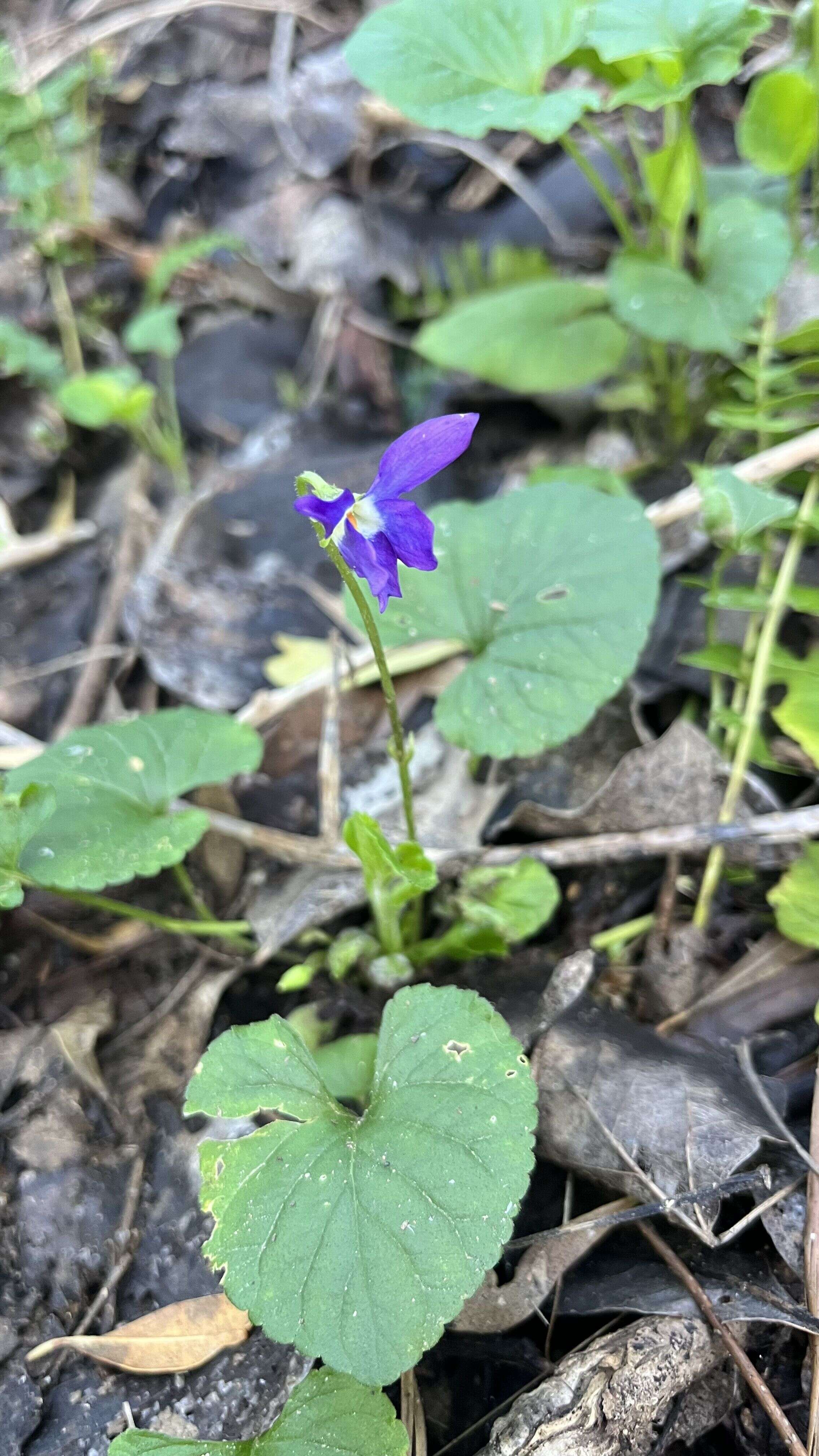 Violet - Weedopedia - additional view
