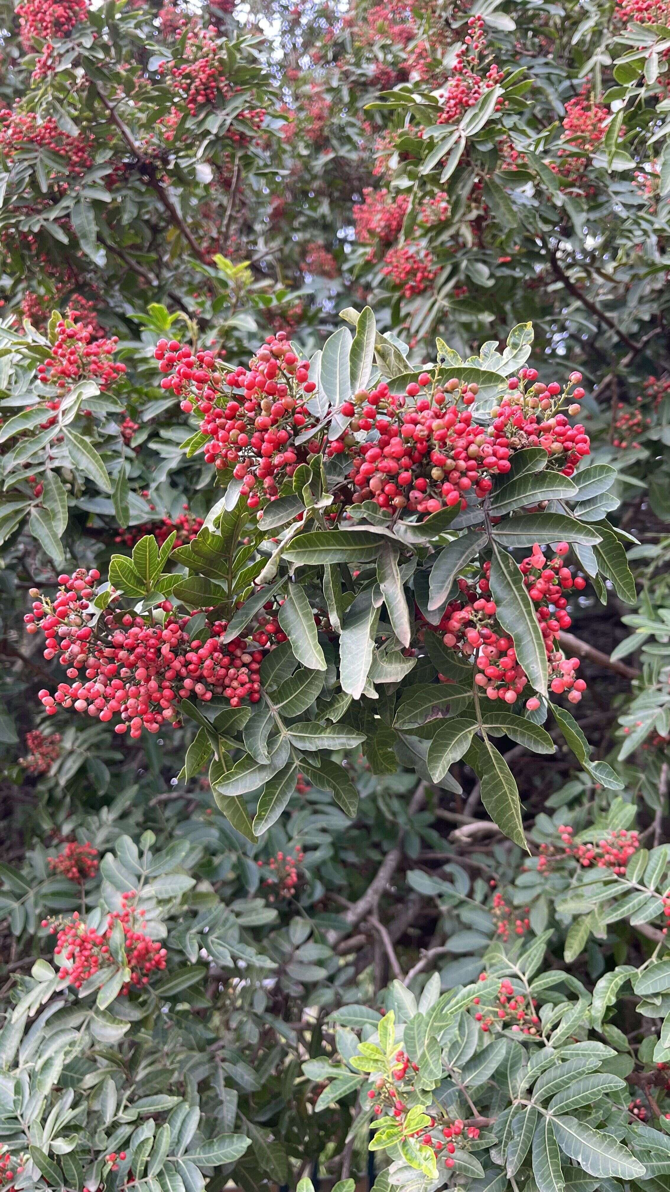 Wild Pepper Tree - Weedopedia - main image