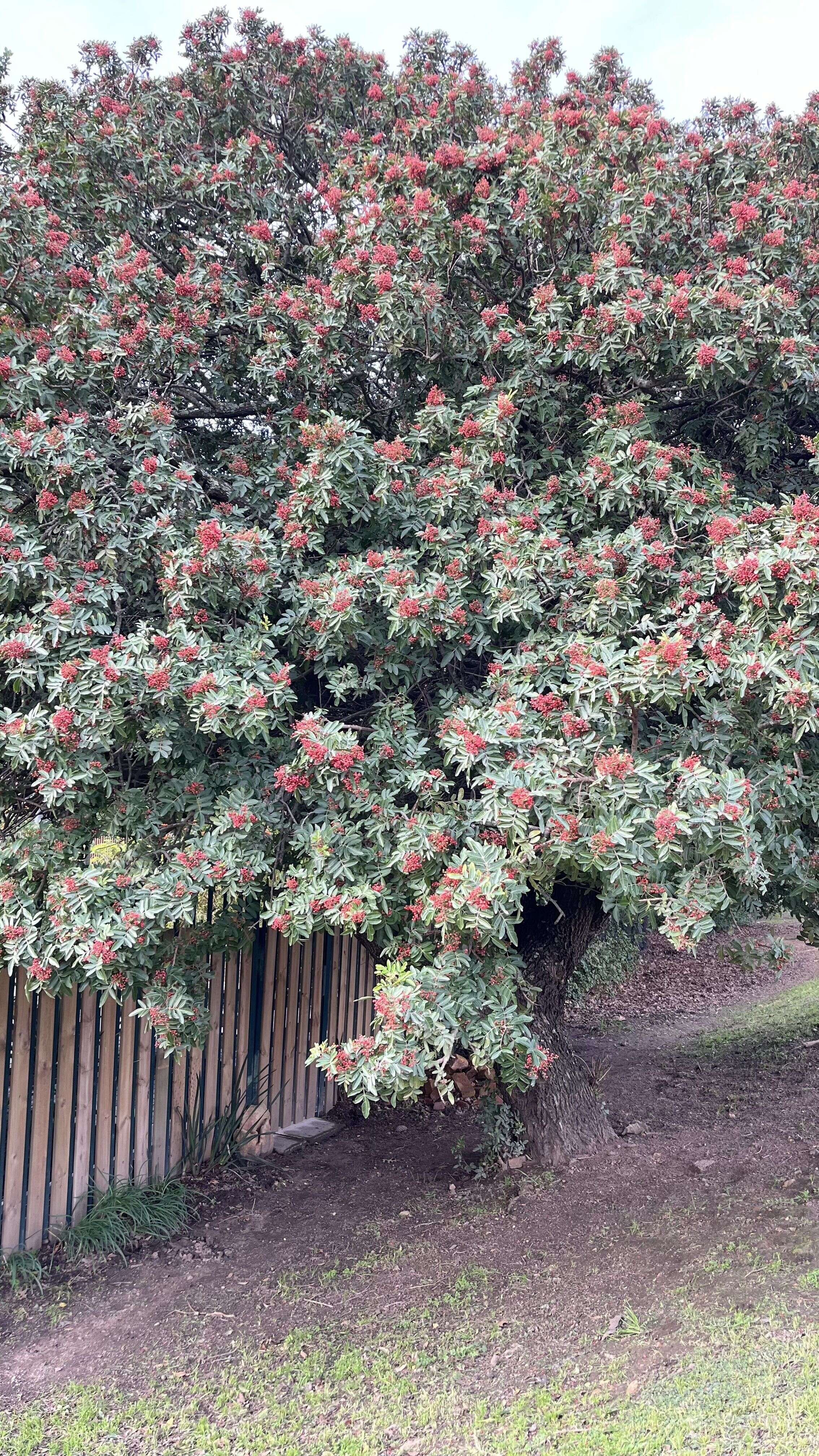 Wild Pepper Tree - Weedopedia - detail view