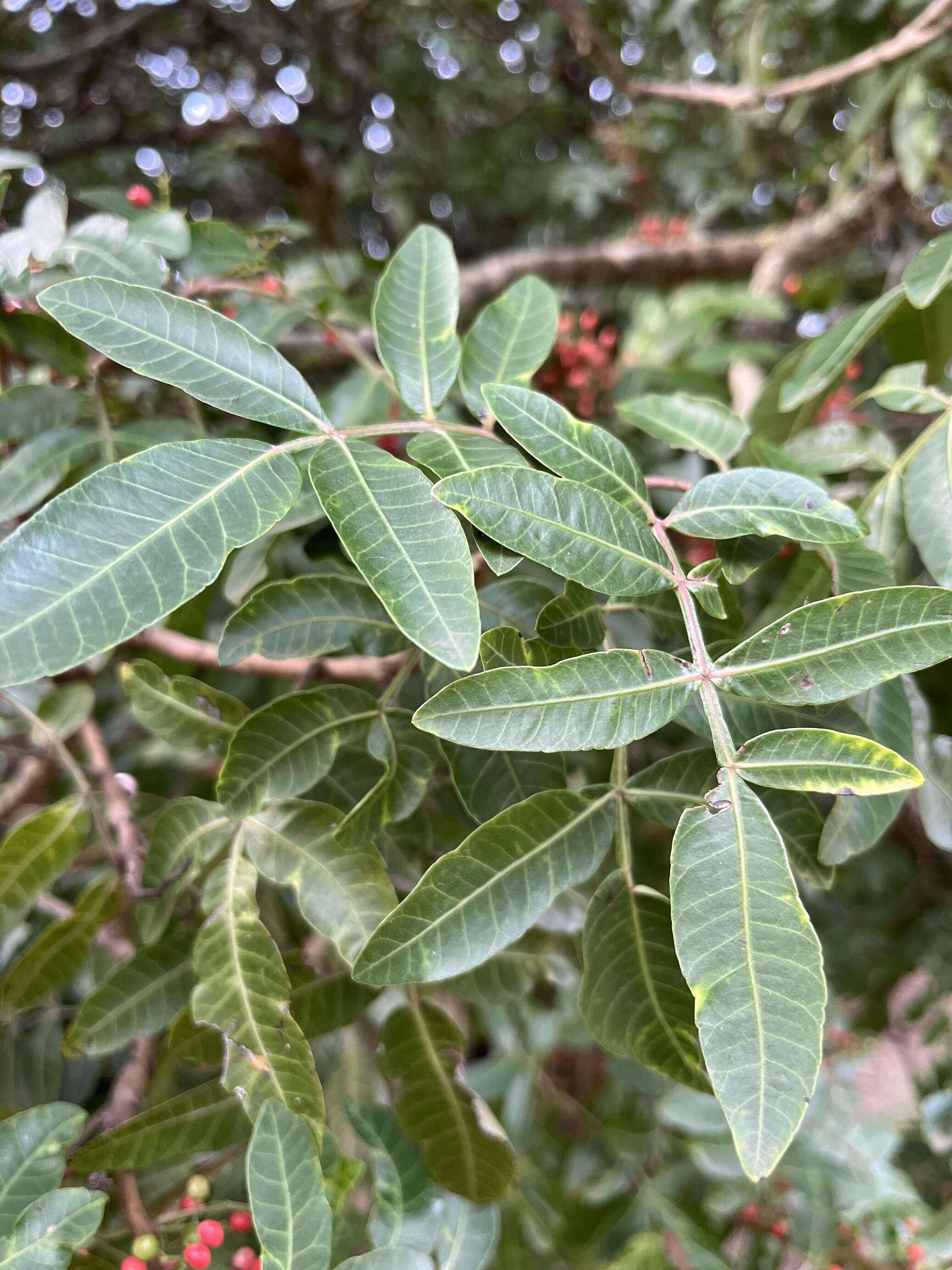 Wild Pepper Tree - Weedopedia - additional view