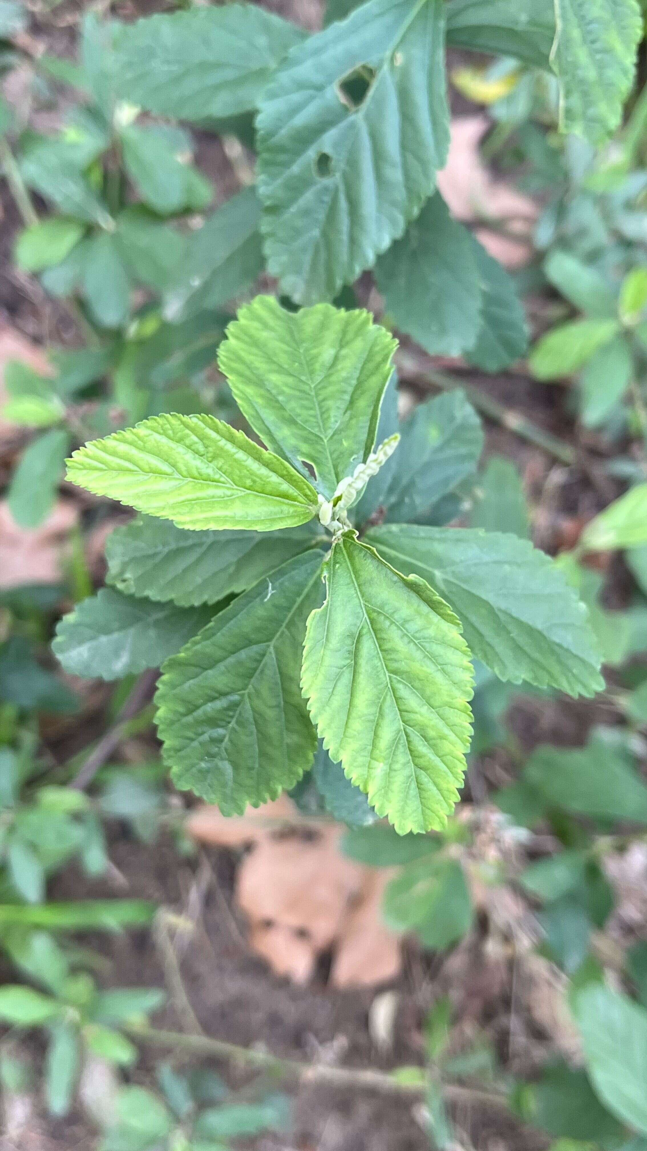 Arrow-leafed Sida - Weedopedia - main image