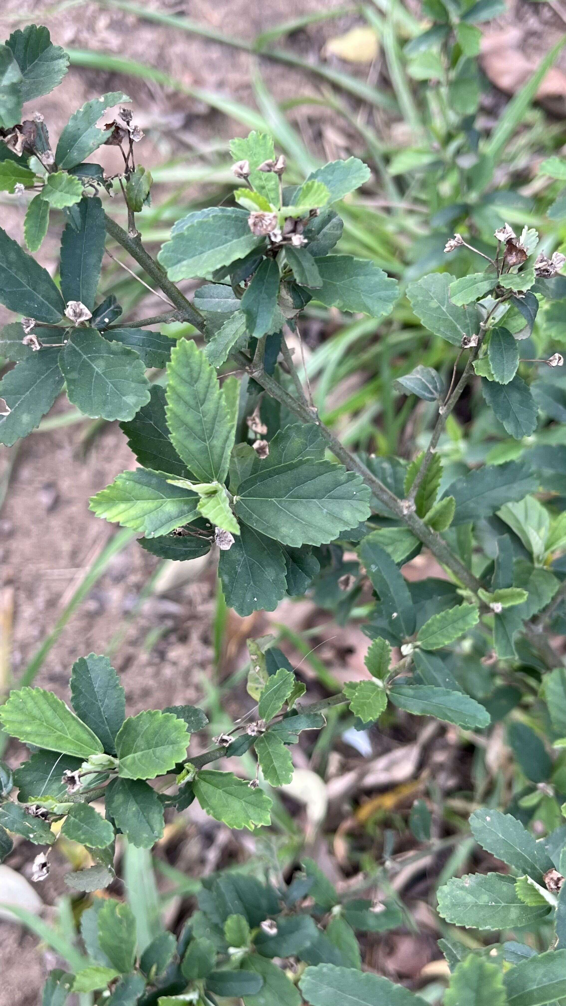 Arrow-leafed Sida - Weedopedia - detail view