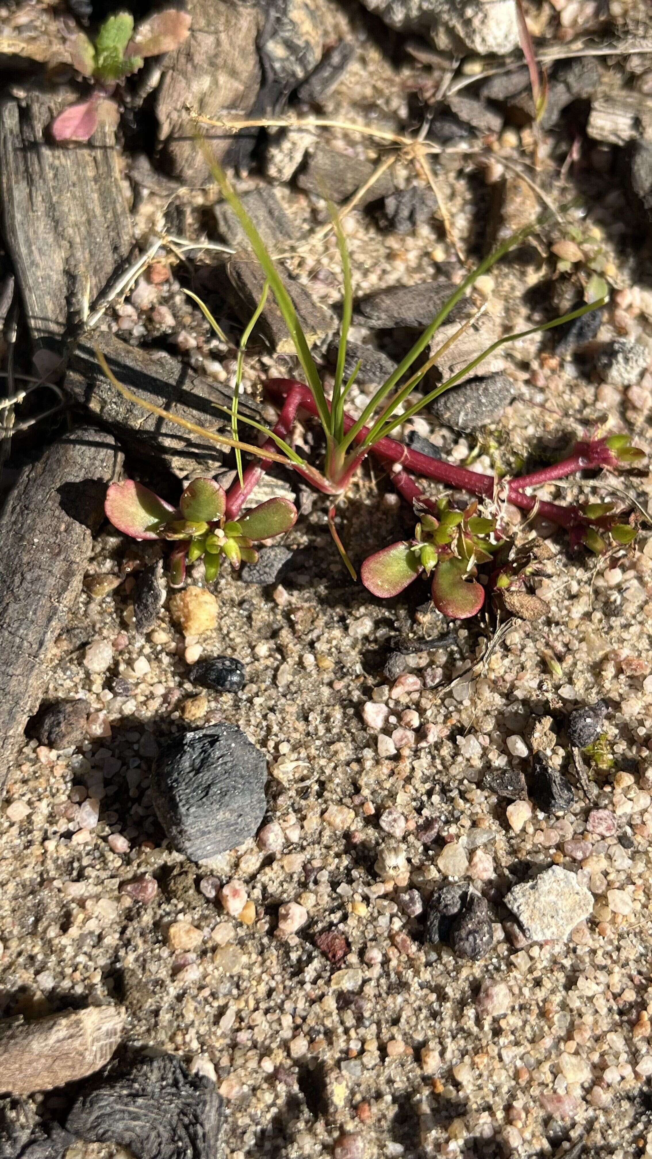 Purslane - Weedopedia - detail view