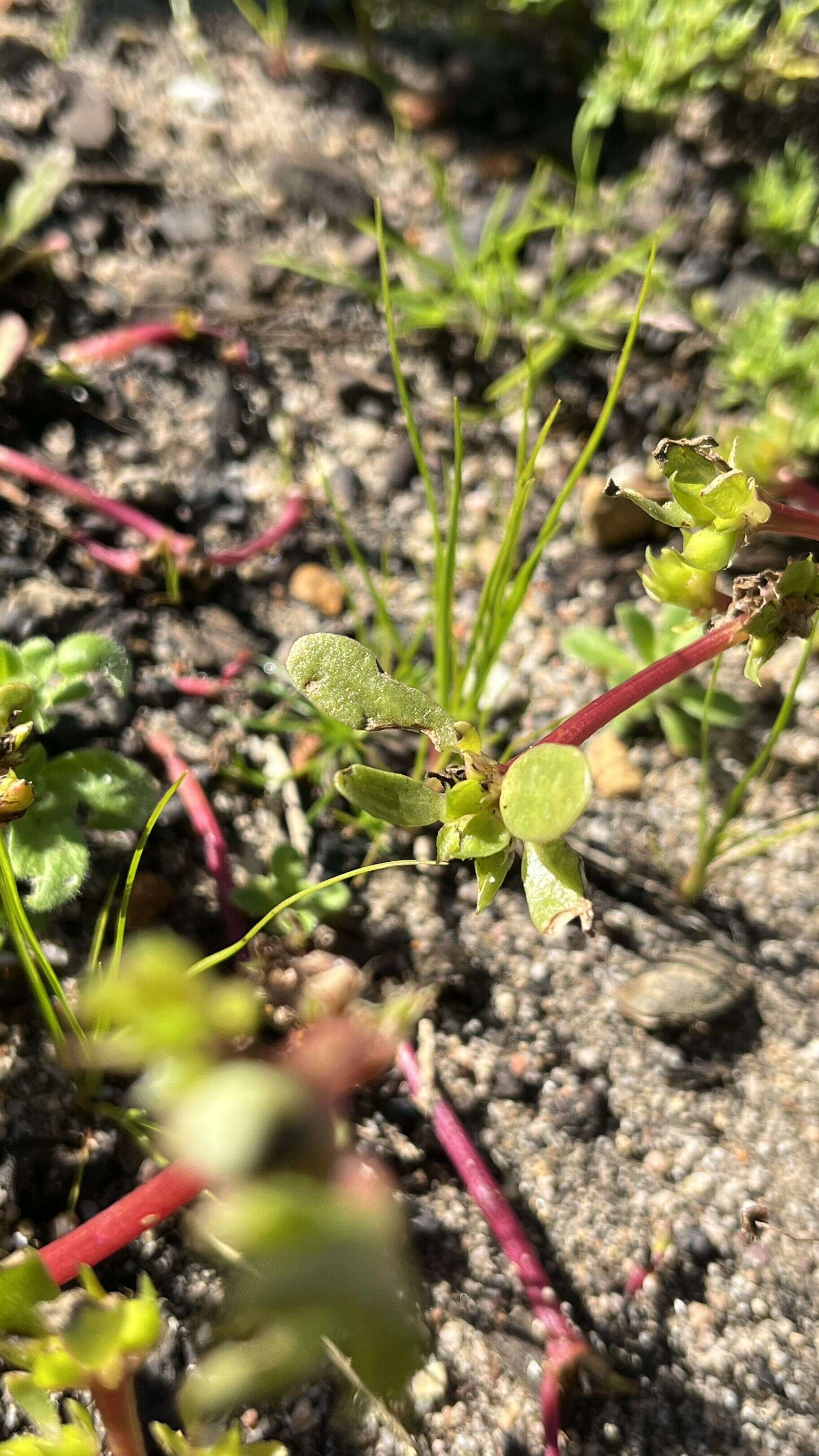 Purslane - Weedopedia - additional view