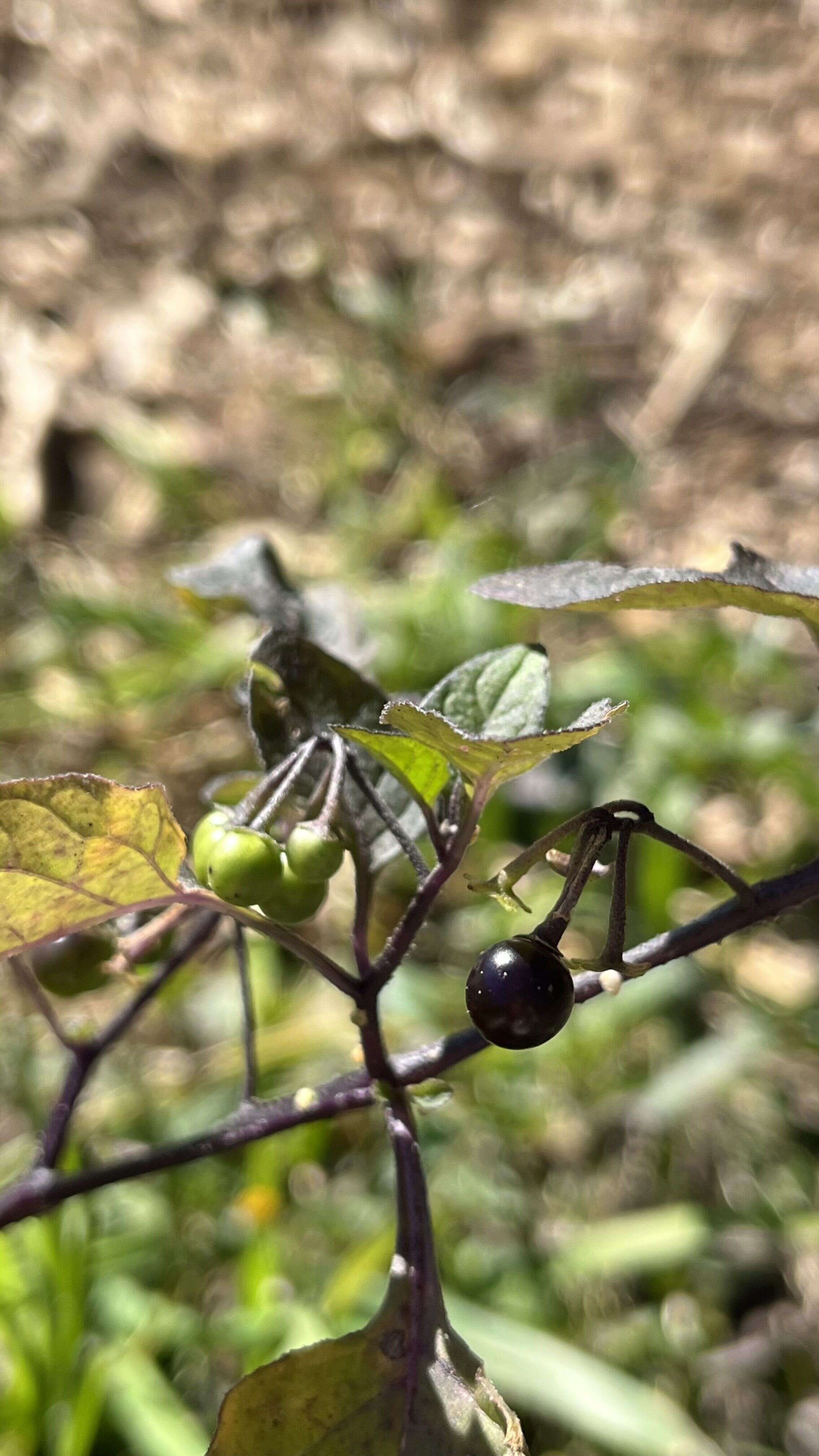 Black Nightshade - Weedopedia - additional view